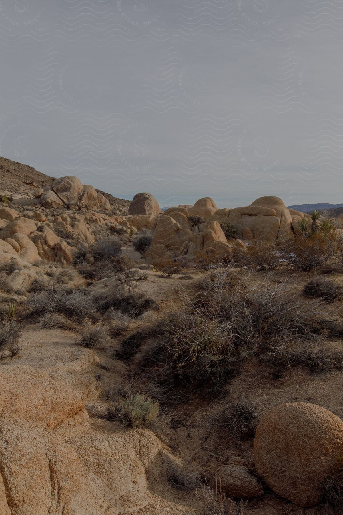 Rocks and brush in the desert