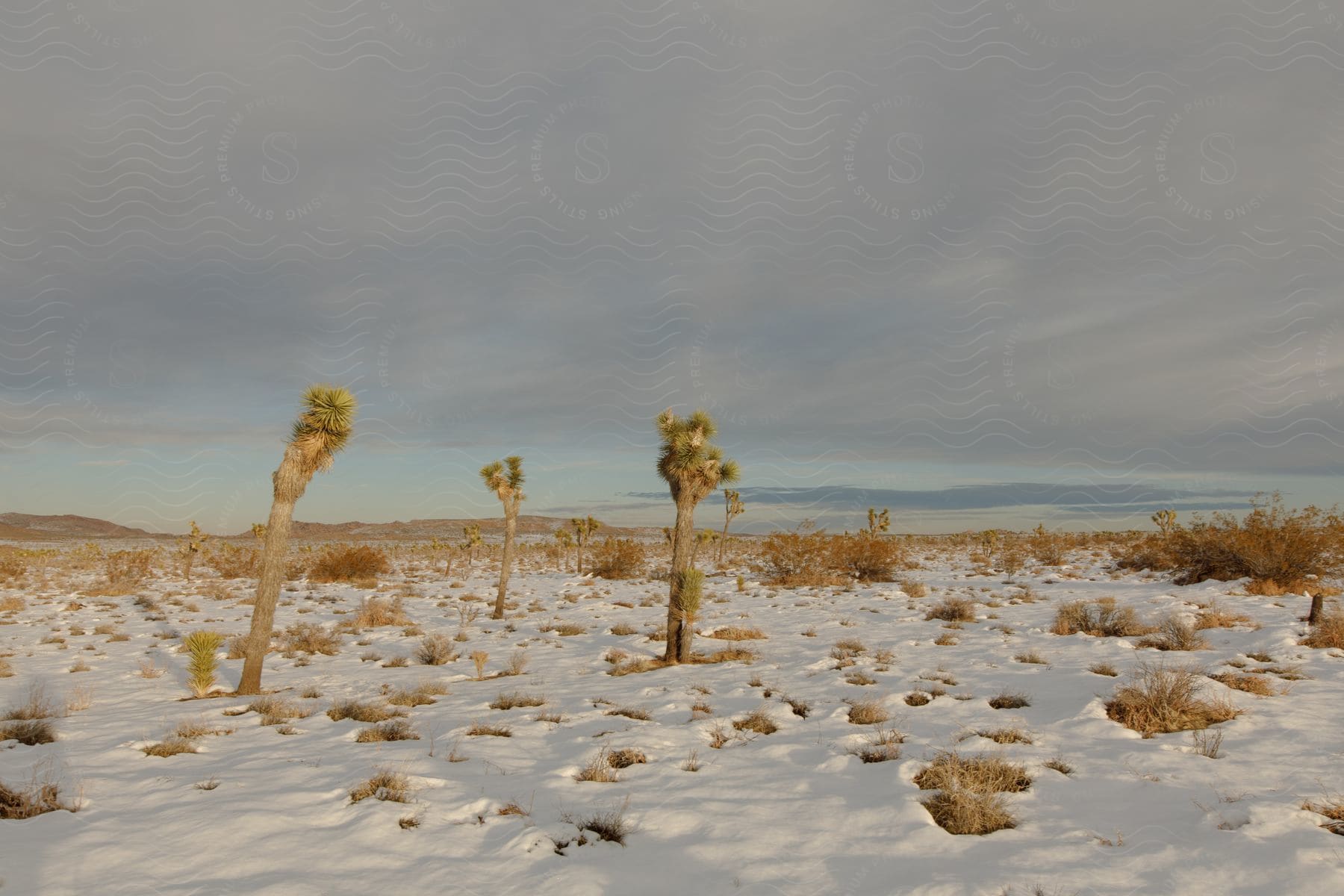 Dry desert plants poking through thick snow in an exterior view during the day