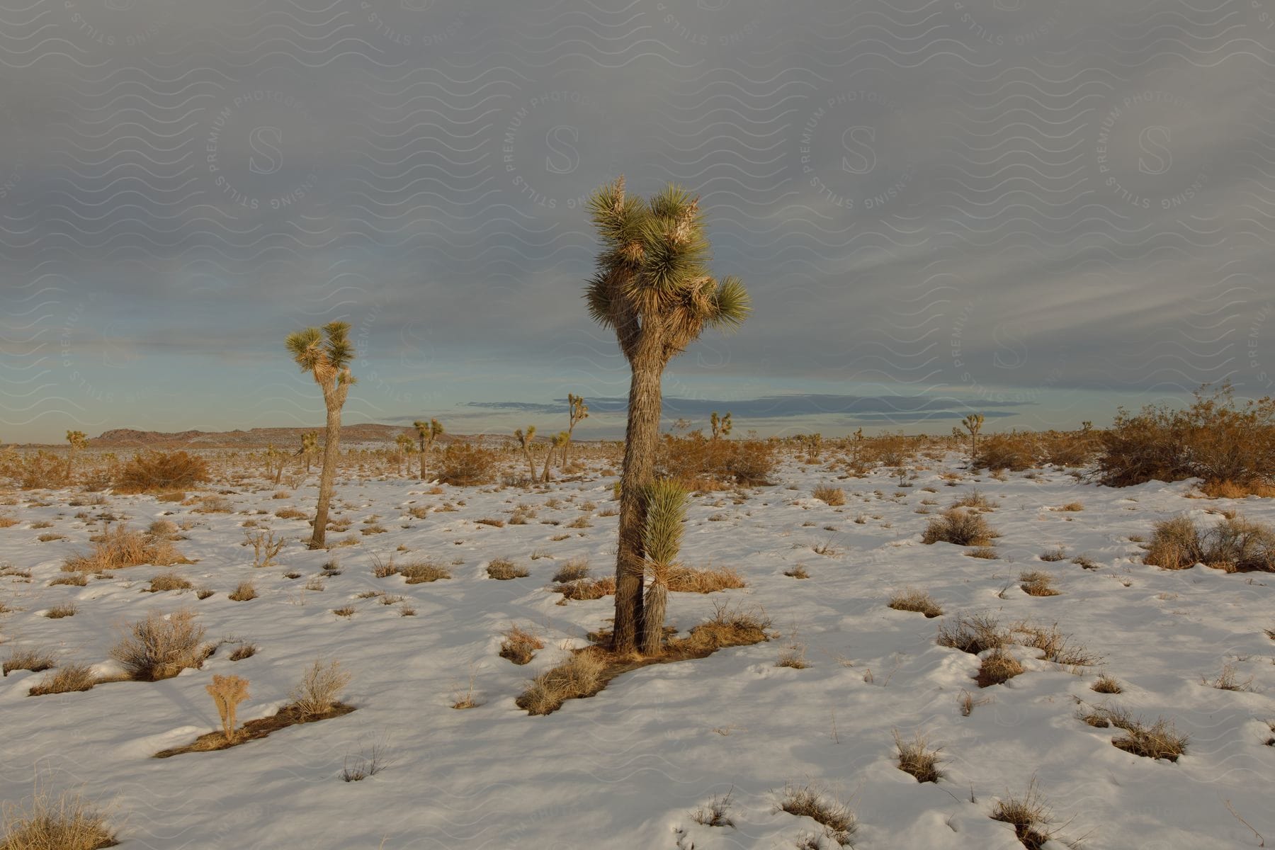 Joshua trees in snowy field at joshua tree national park