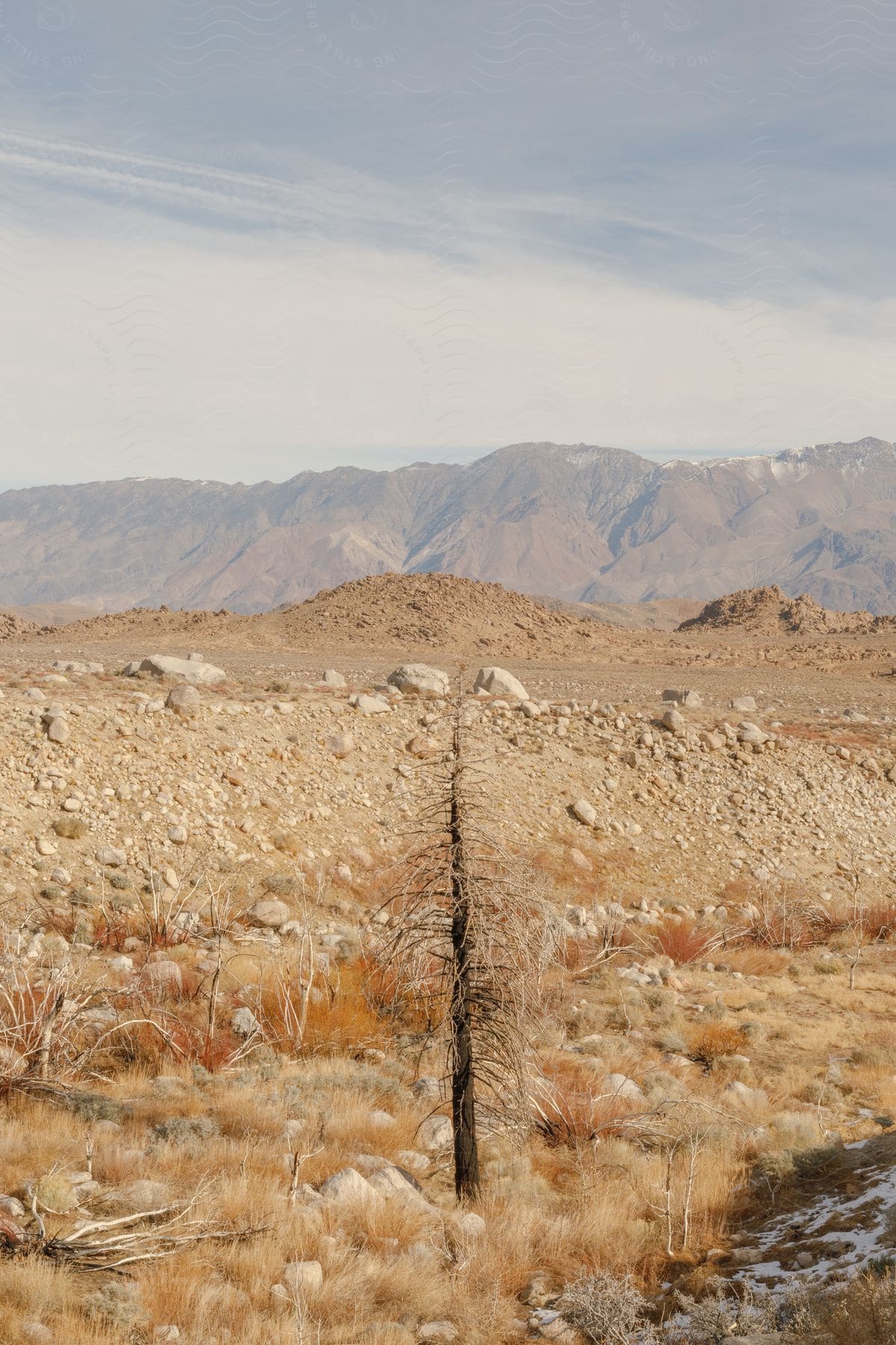 Bare tree and brown bushes with distant mountains in the desert