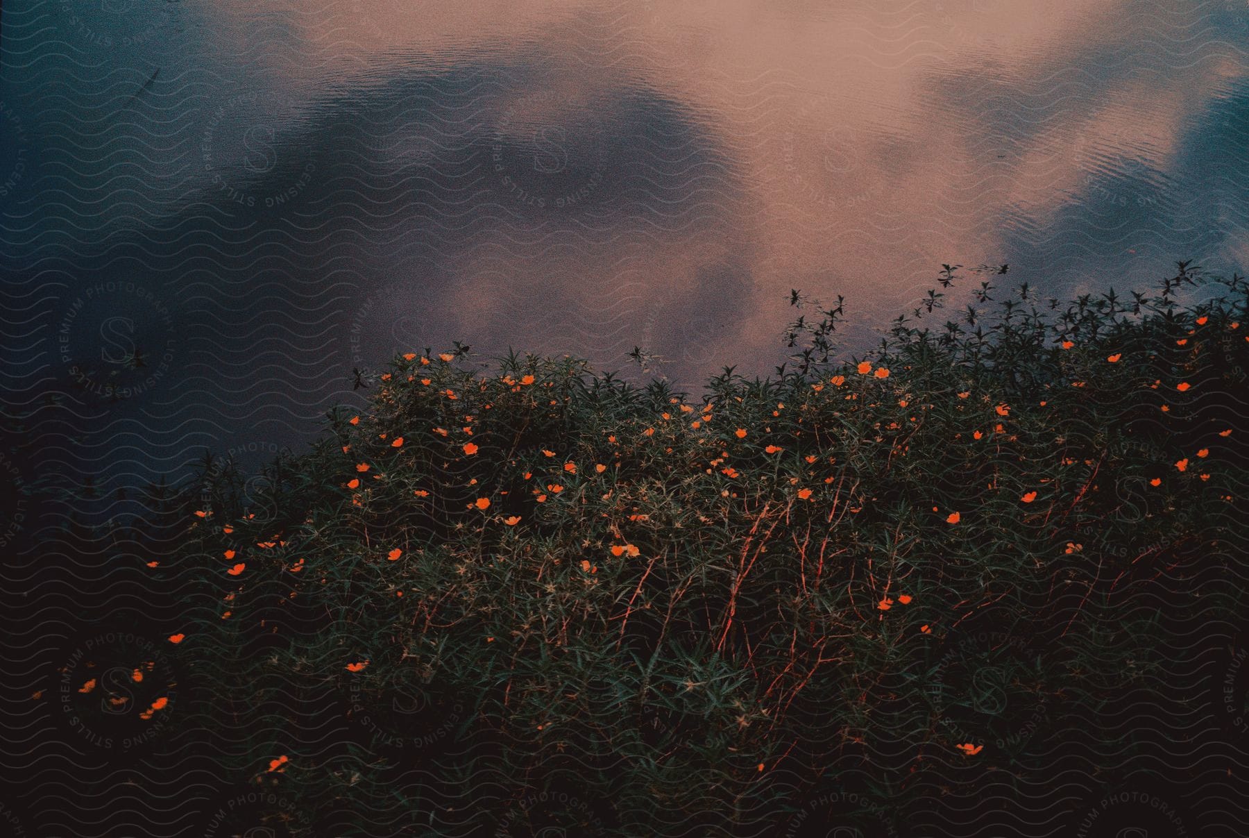 Small orange flowers bloom on a hillside under a cloudy sky