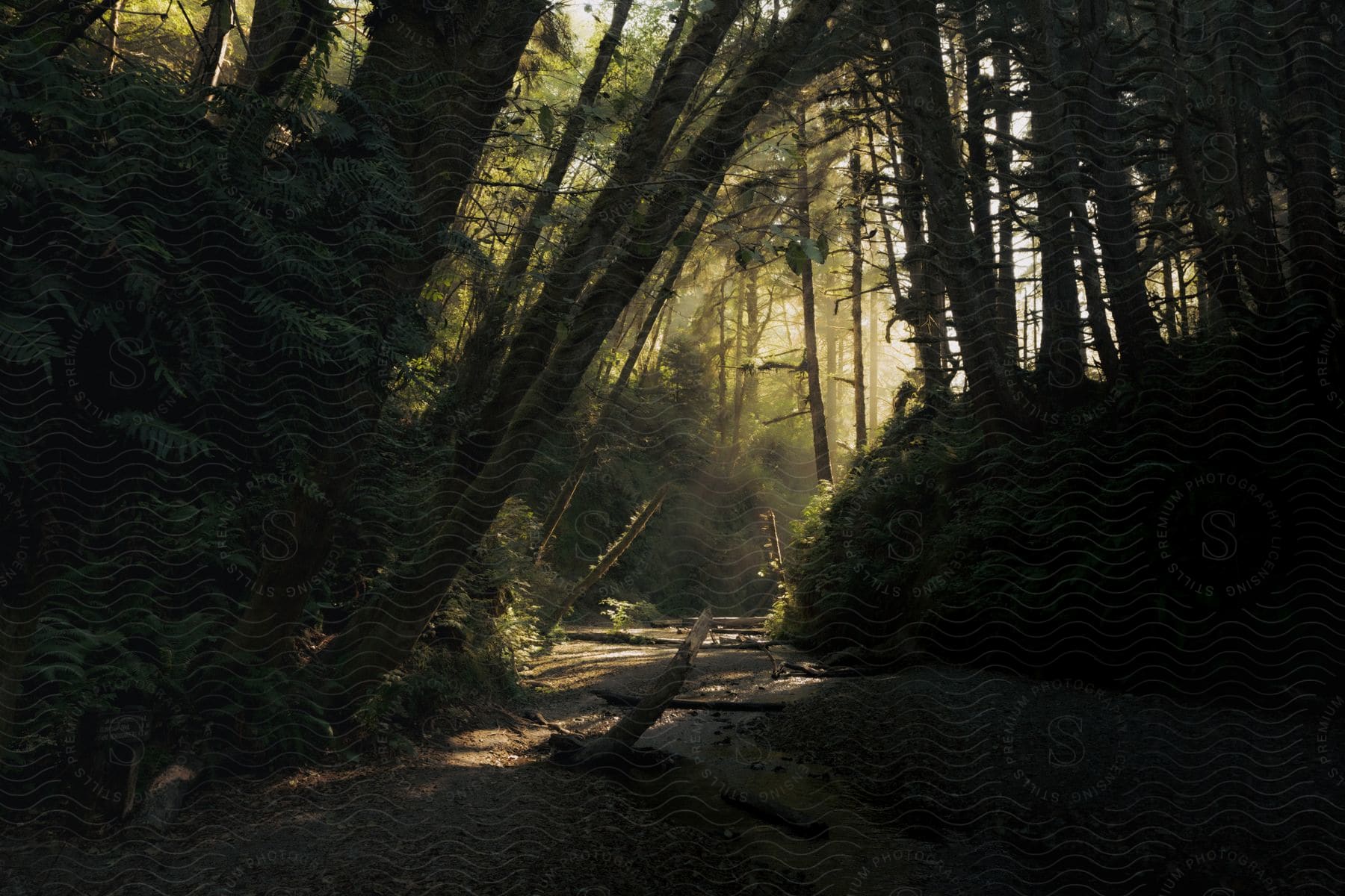 A dry creek bed winds through a dense forest