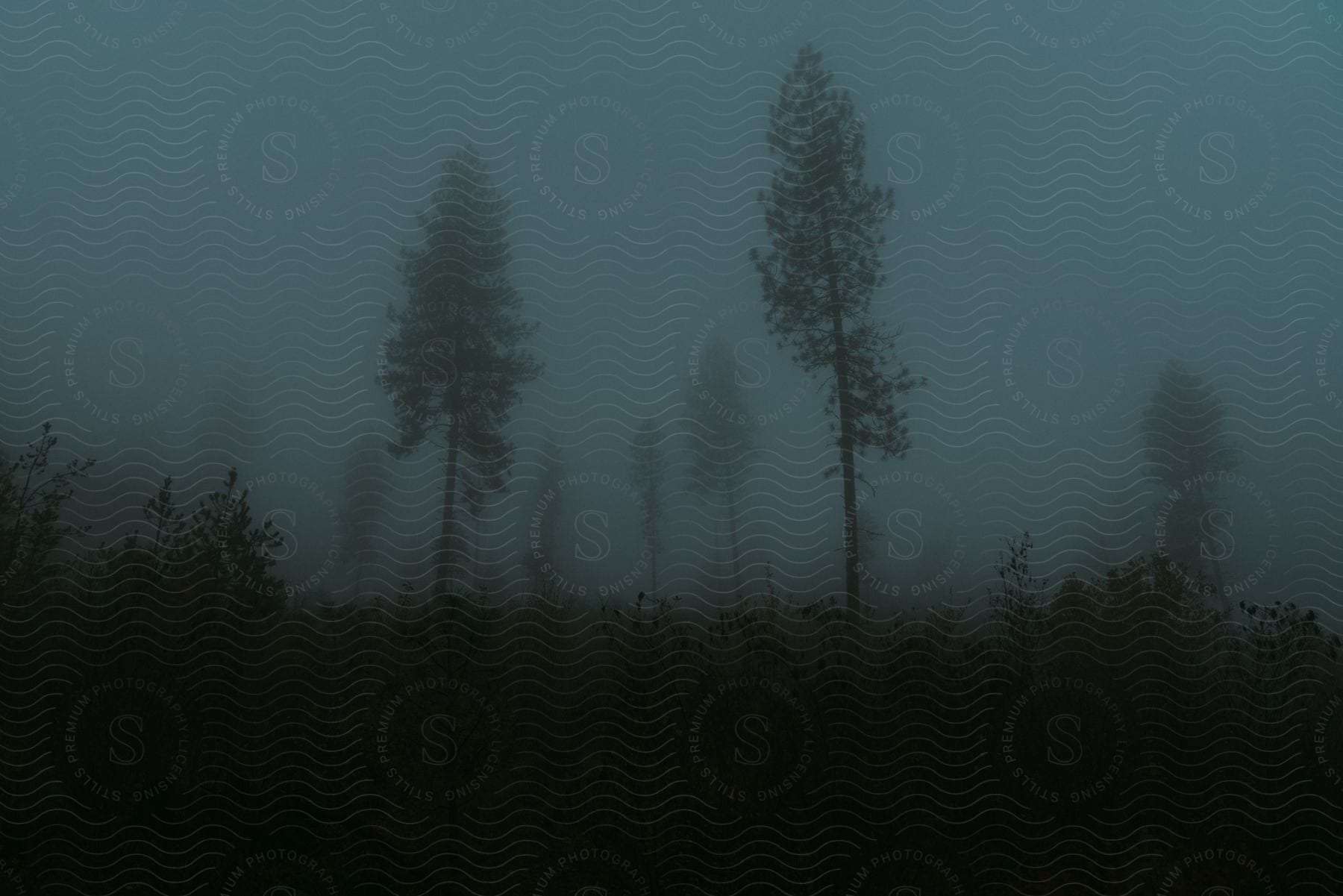 Trees under a dark foggy sky in terra