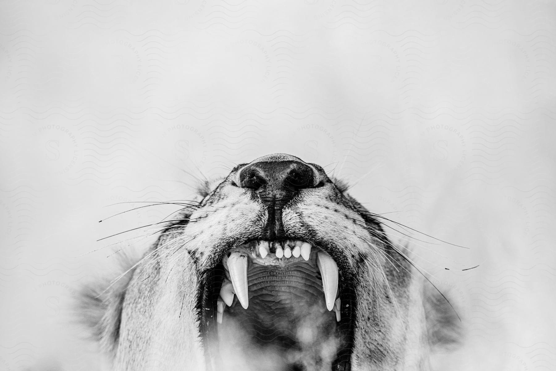 A lion roaring with its mouth open showing teeth