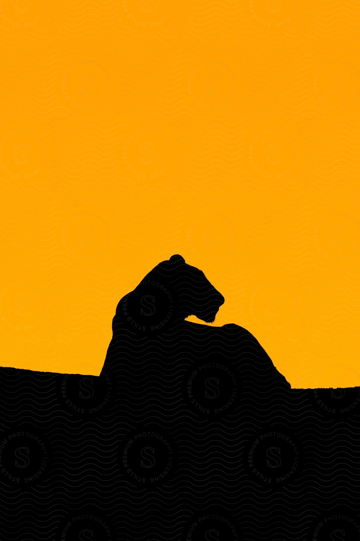 A lion silhouette at dawn in the african bush