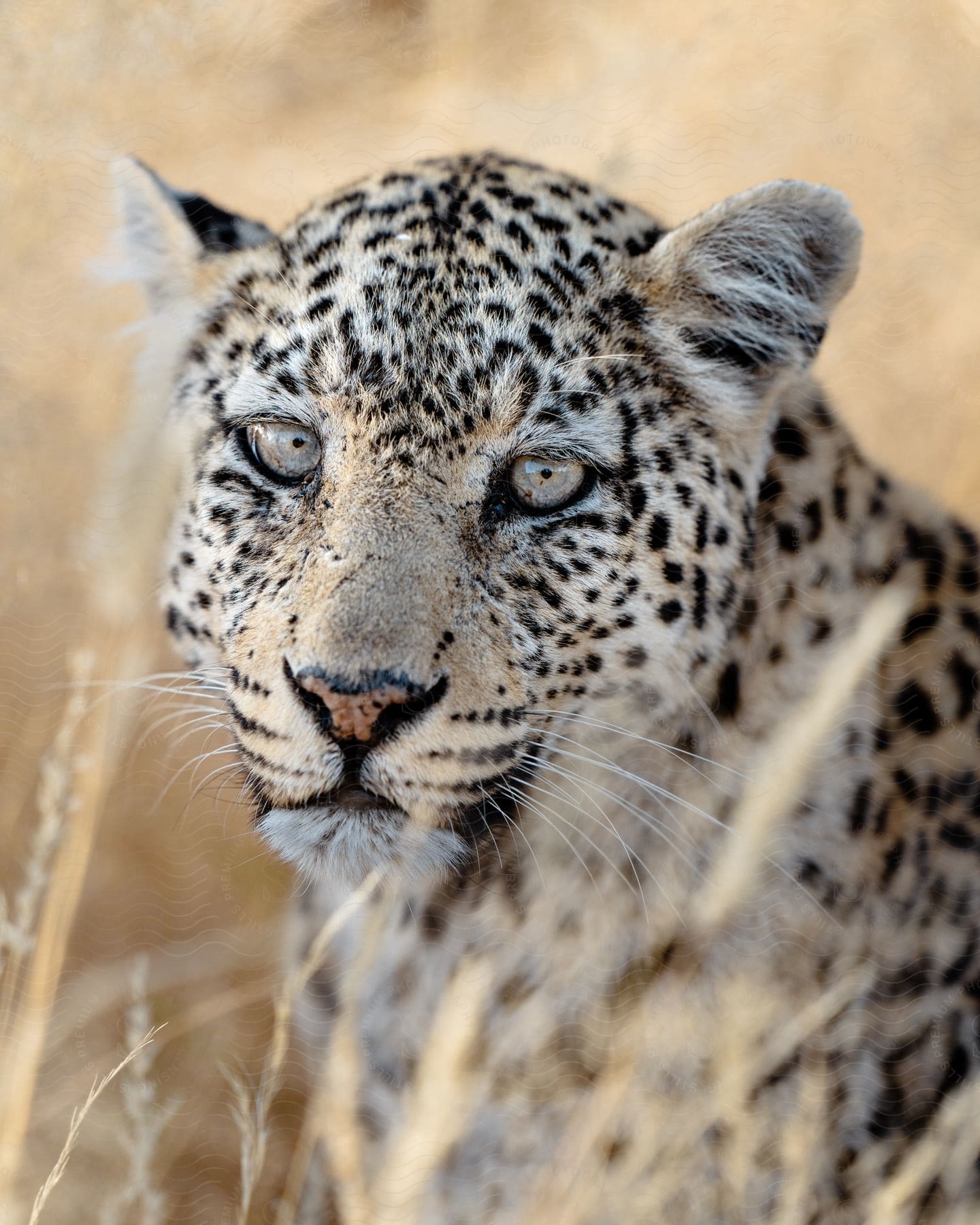 A cheetah hides behind weeds in the bush of erindi private game reserve namibia