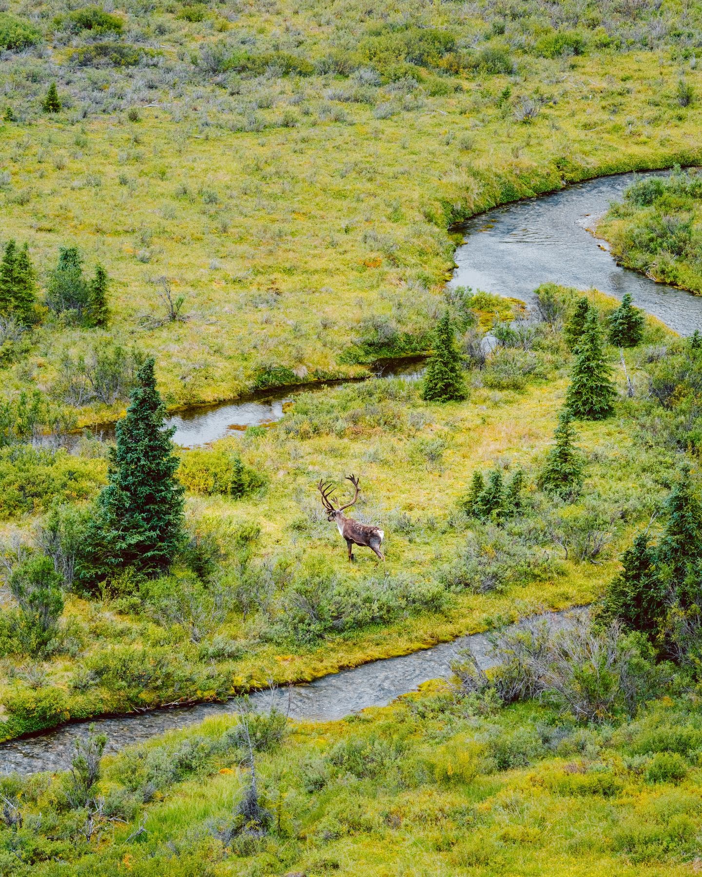 A large buck deer stands on the grass between the channels of the stream