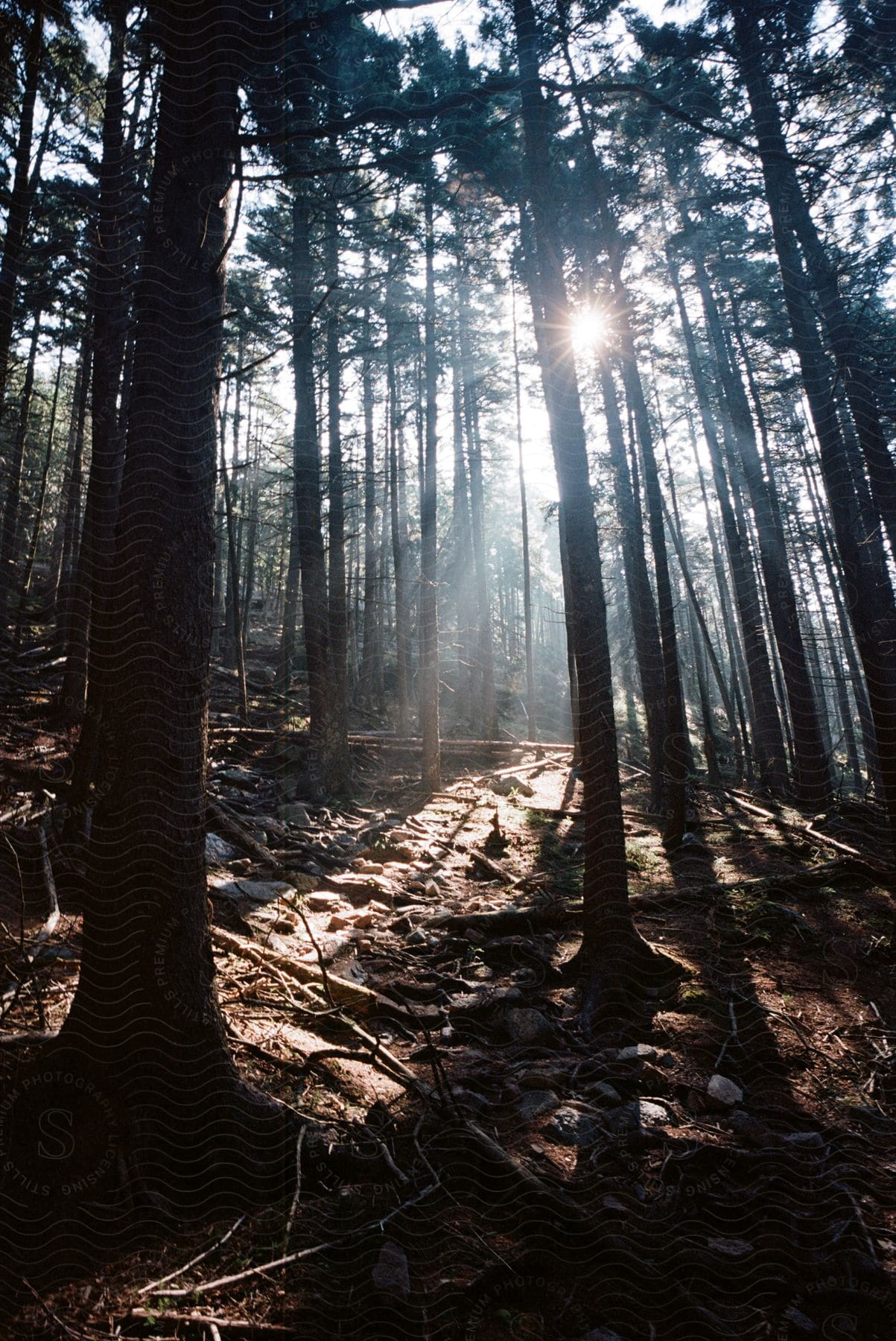 Sun shines through evergreen trees in a forest