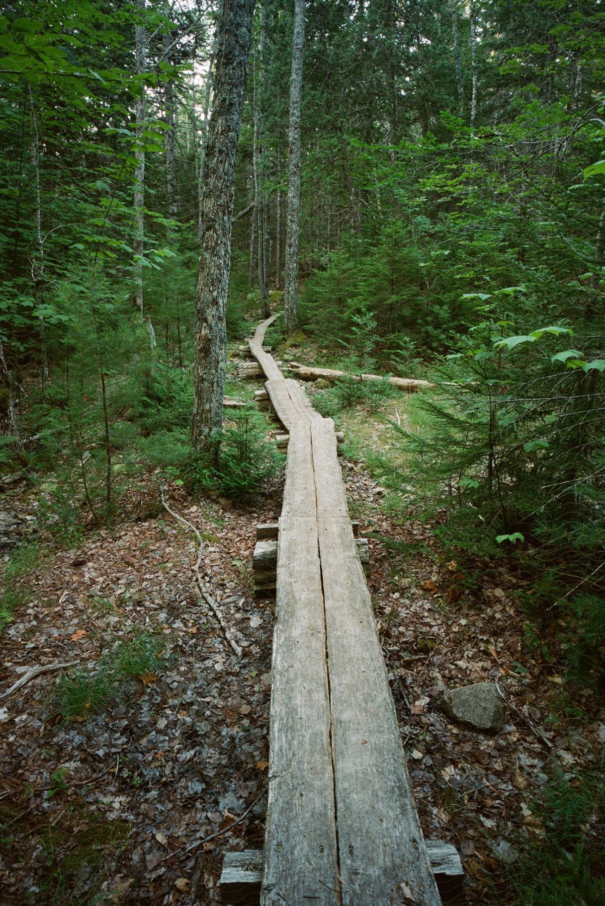 Wooden planks on logs create a winding trail through the woods in mount desert island maine