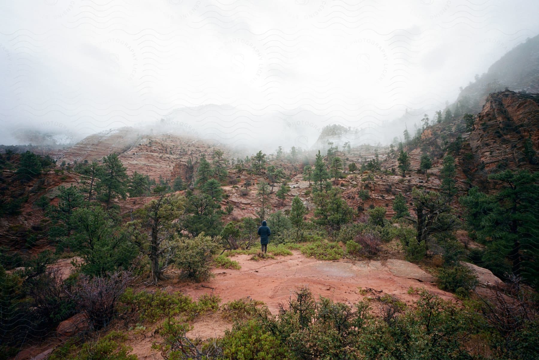 Man standing in wilderness among fir trees looking out at fog covered mountains ahead