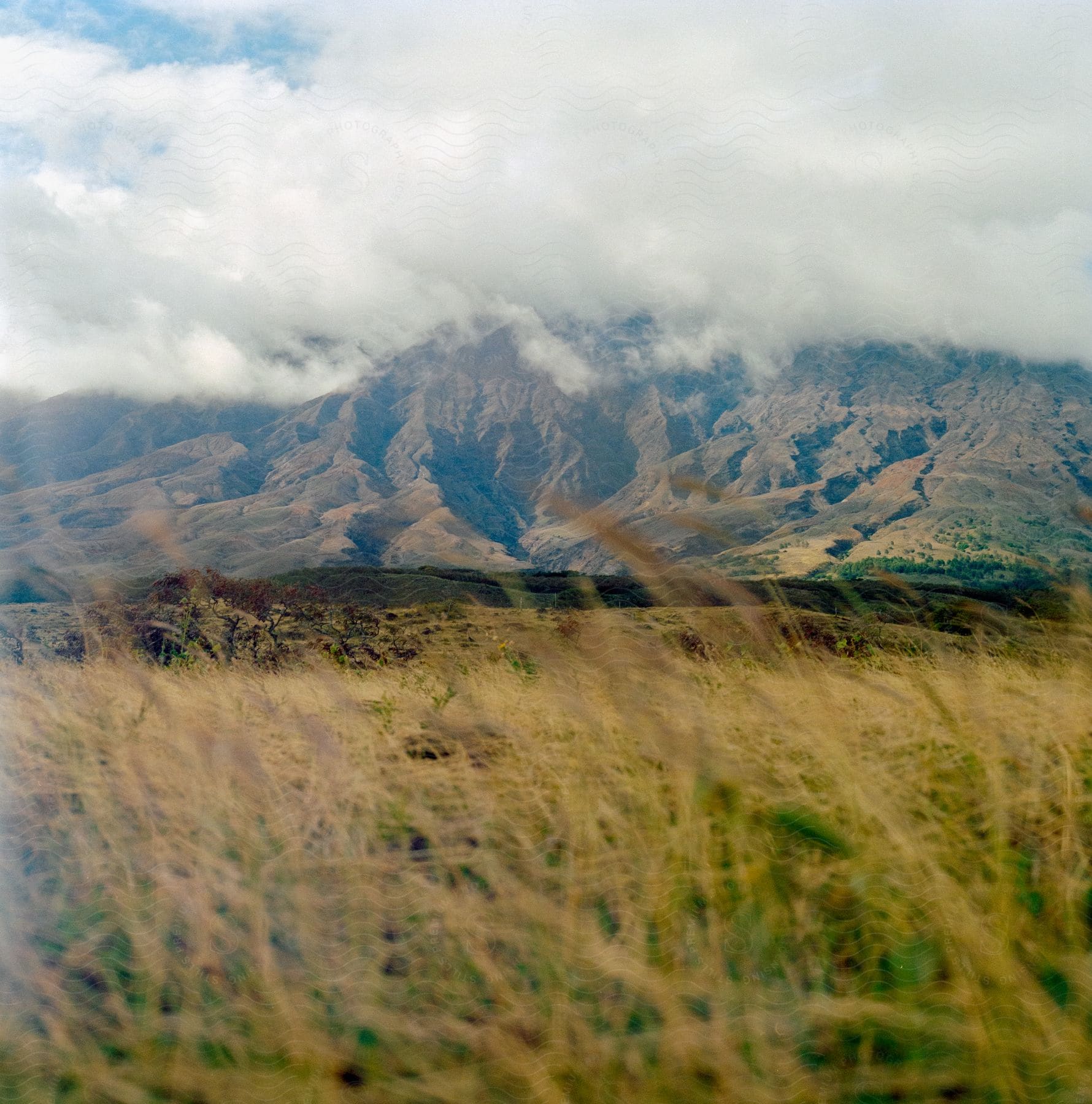 Landscape of yellow grass and distant barren mountain in an exterior location during the day