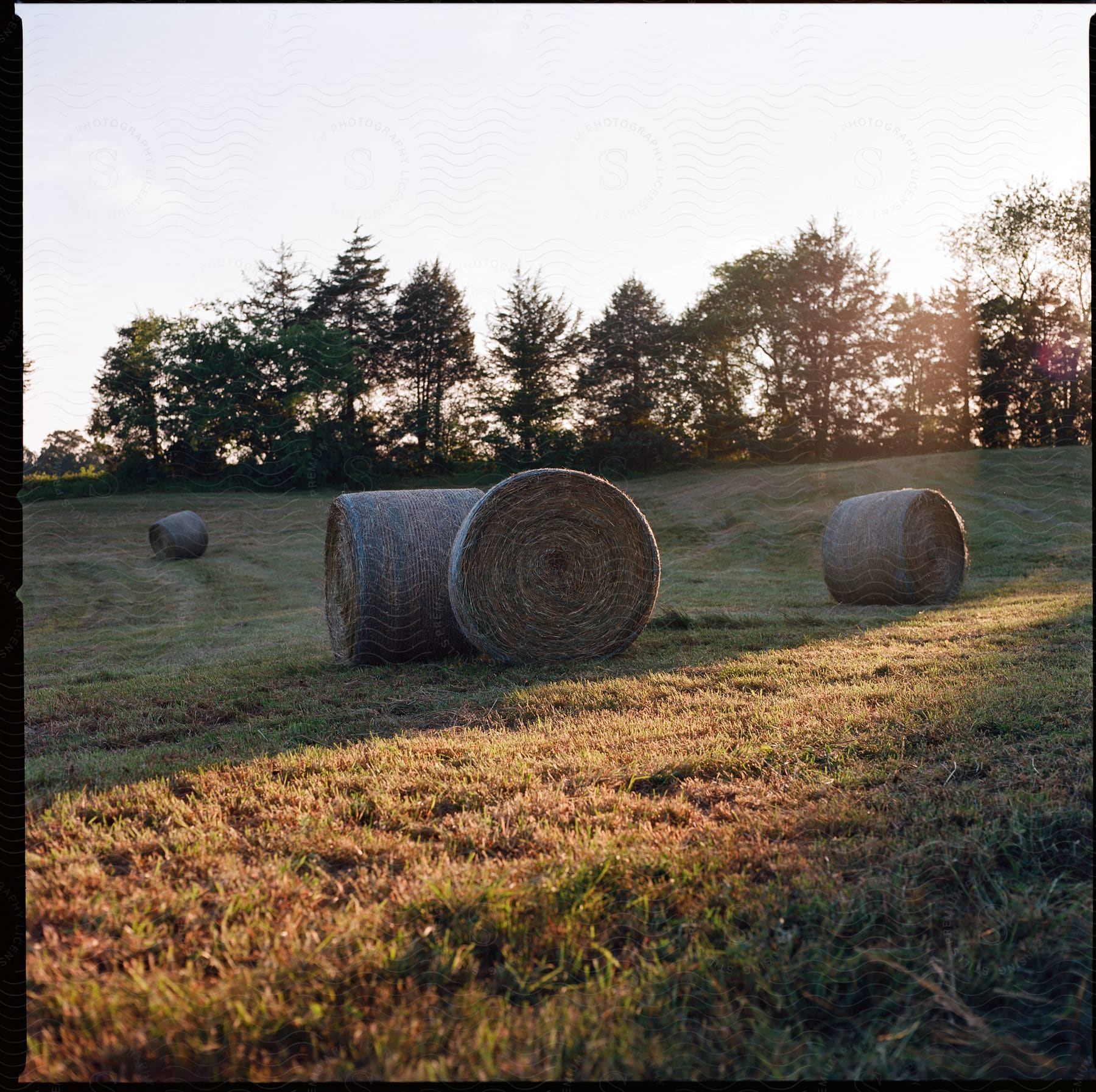 Open field with trees and hay in rural farm exteriors virginia usa