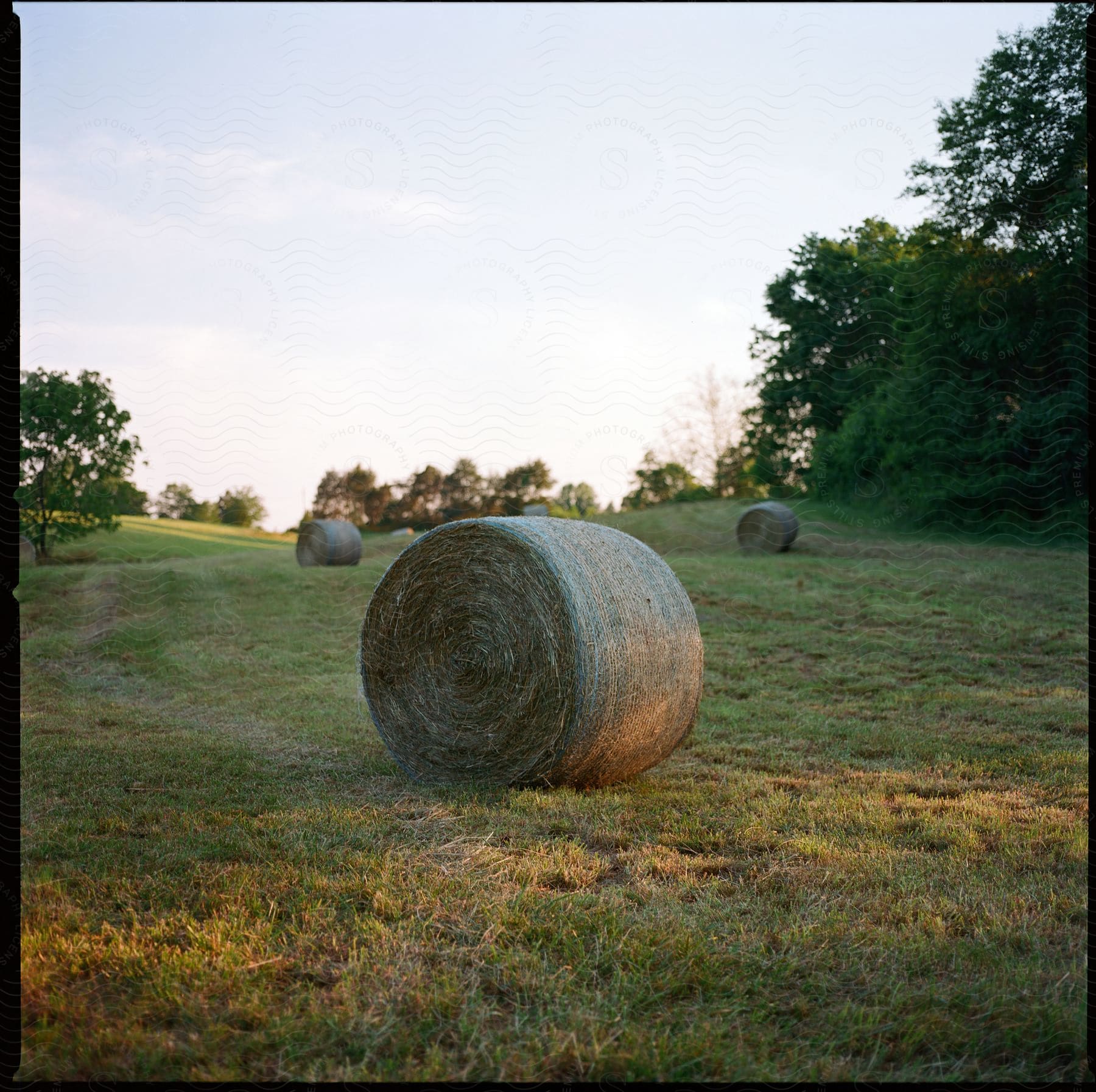 Bales of hay on grass near trees in a rural farm setting