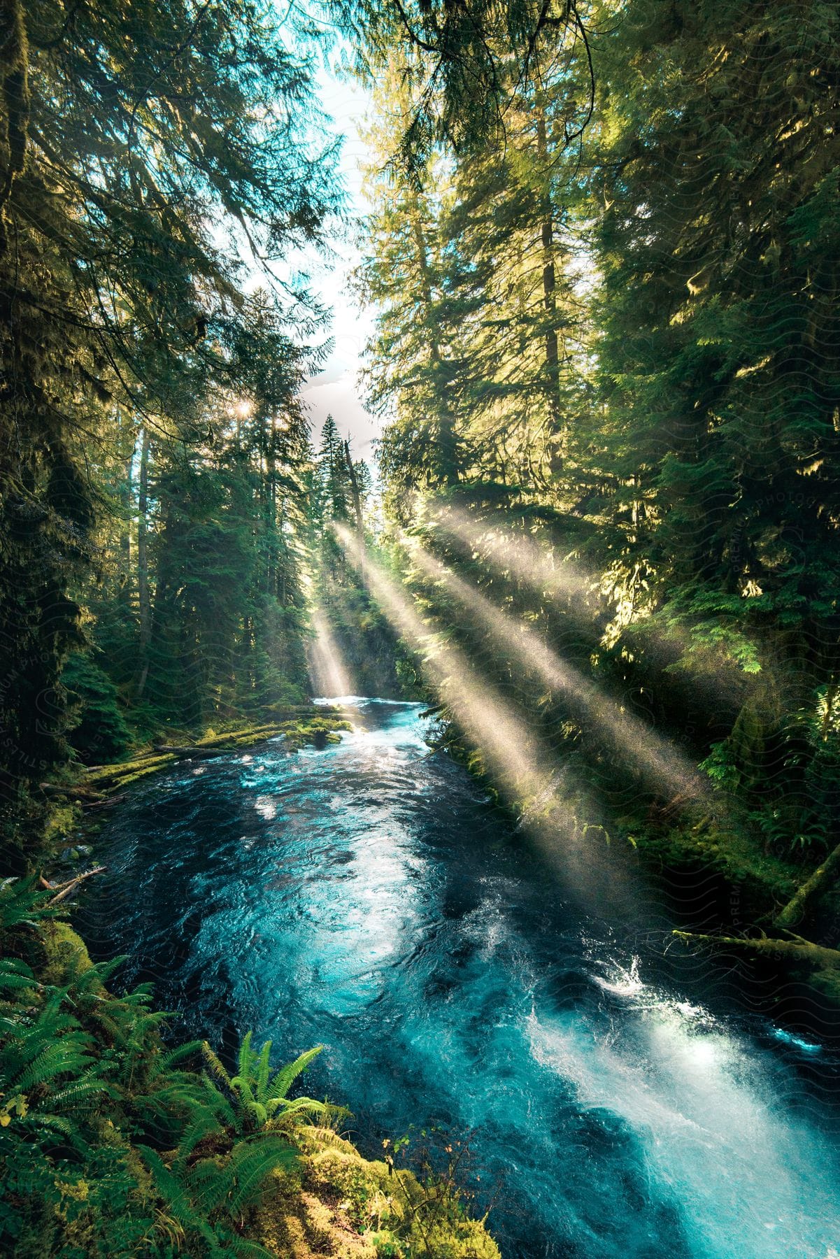 A tranquil creek flowing through a sunlit forest