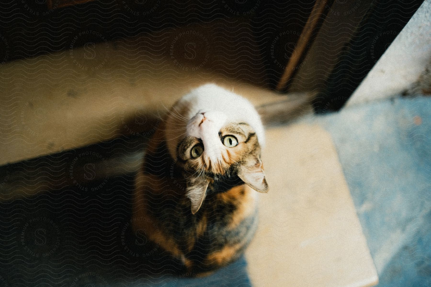 A domestic cat sits gracefully in a room displaying curiosity and alertness