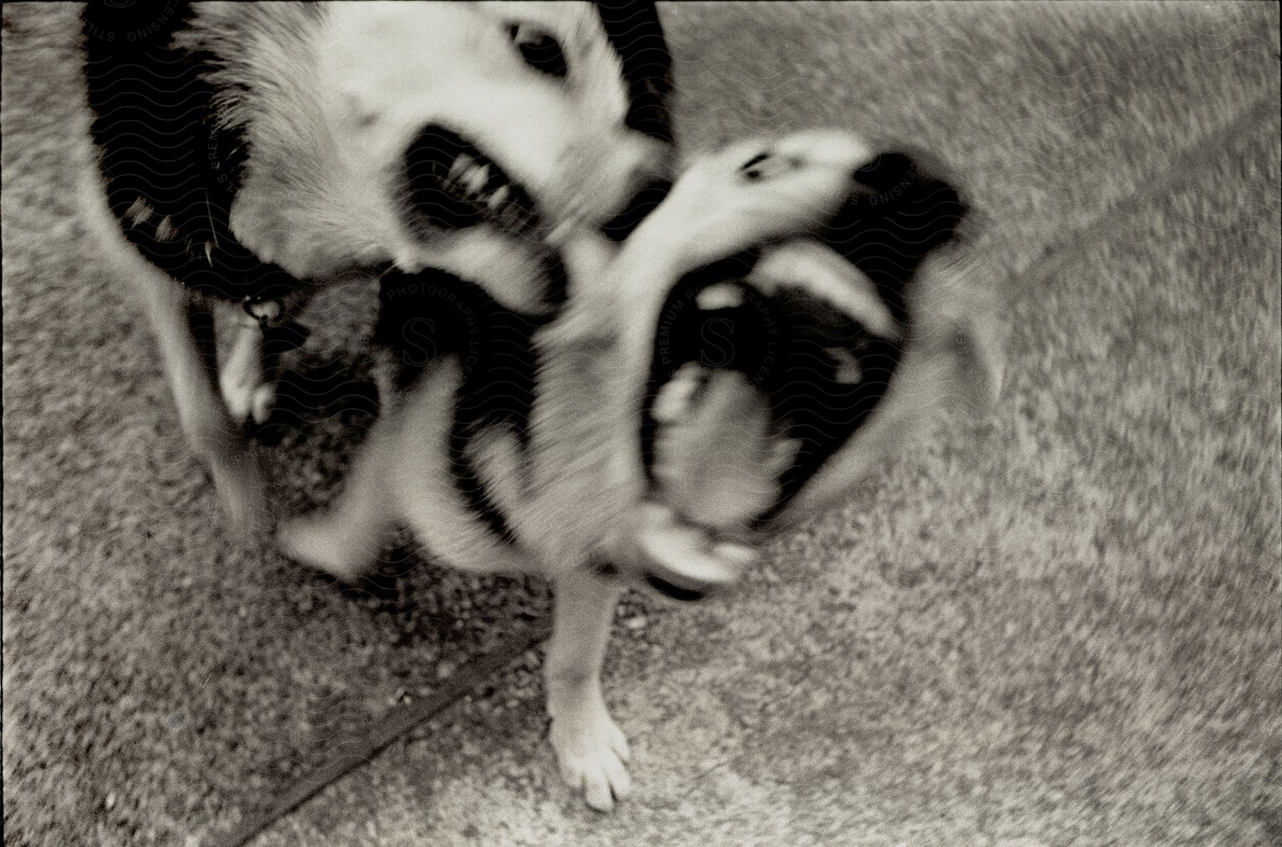 Two dogs fighting on a sidewalk outside