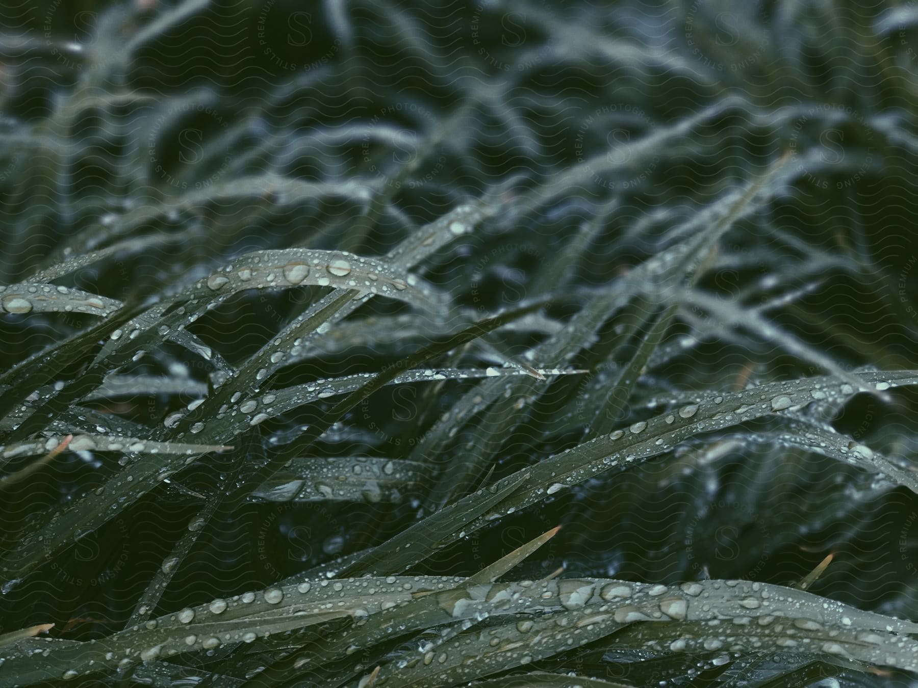 Blades of grass covered in rain drops