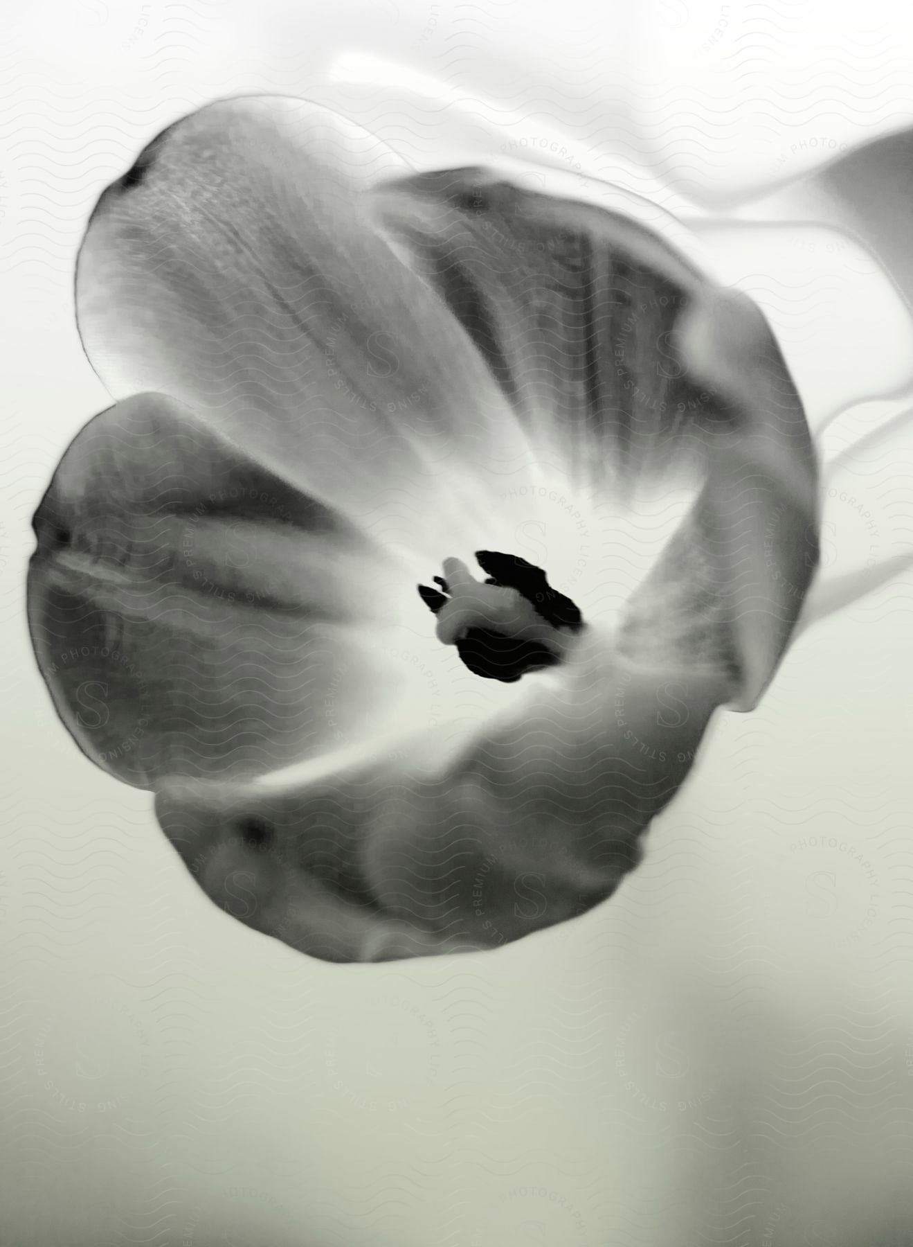 A black and white image of a flower artwork