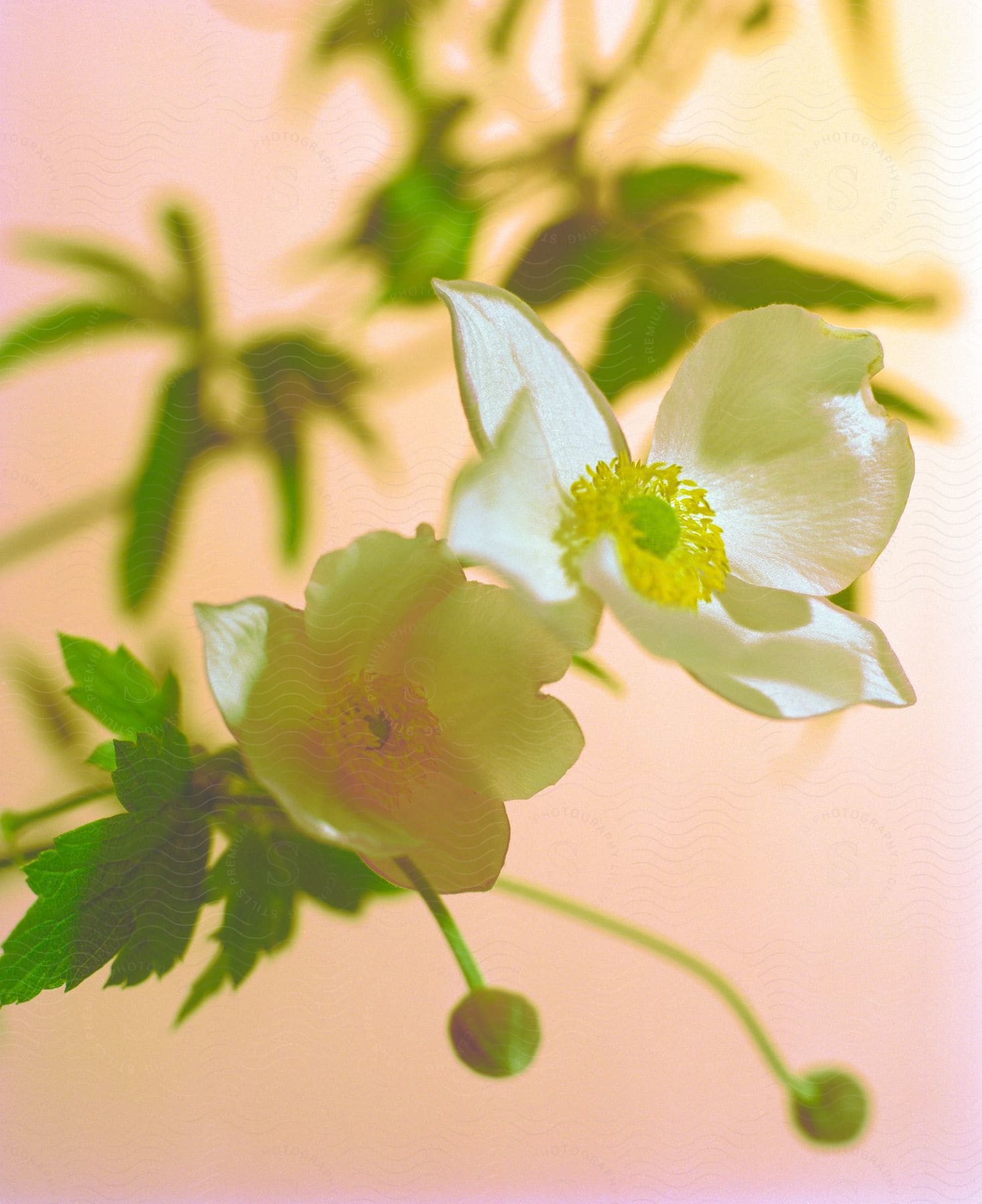 A whiteflowered plant with yellow and green inner parts