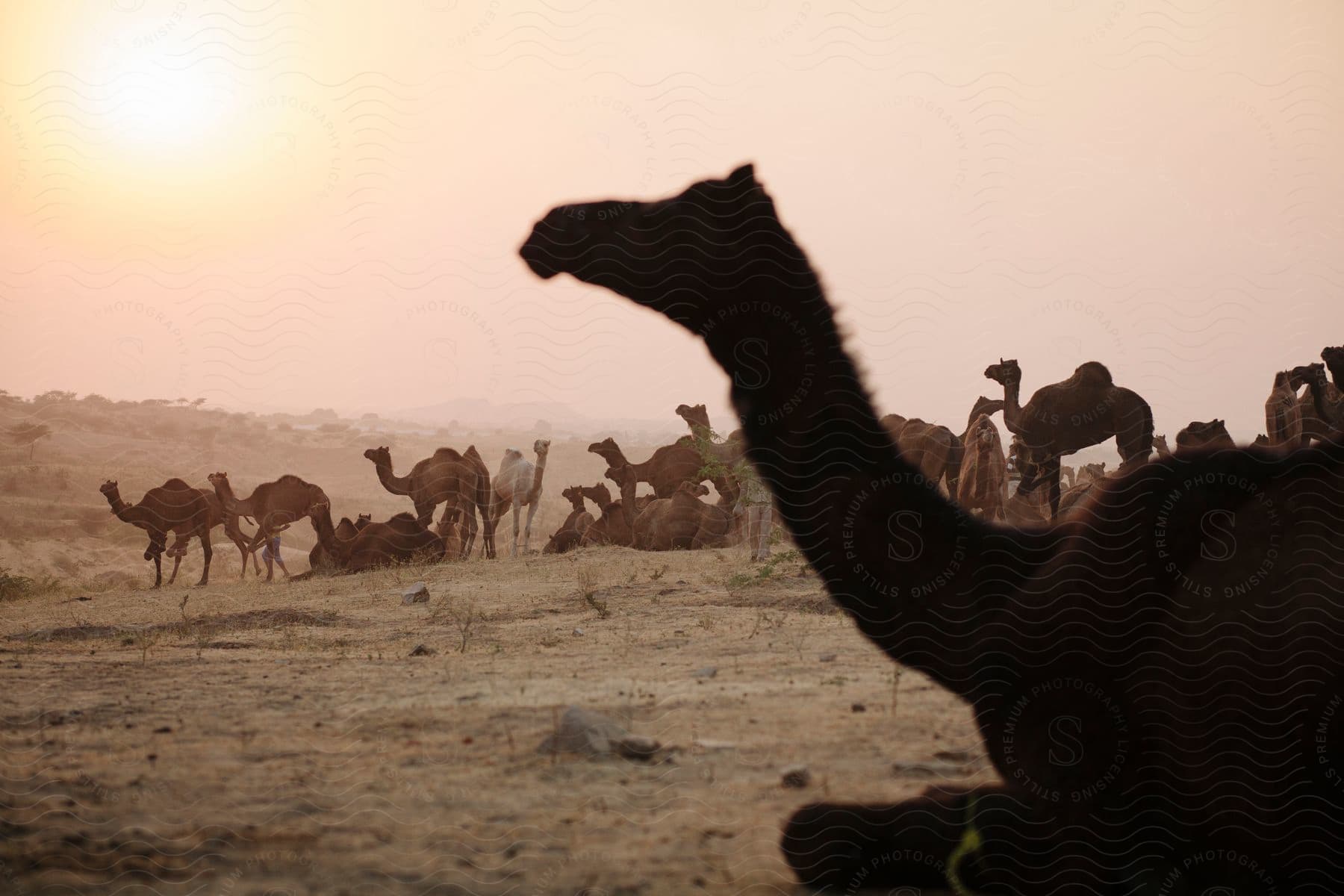 A silhouette of a camel stands out against a sunset backdrop with other camels in the background