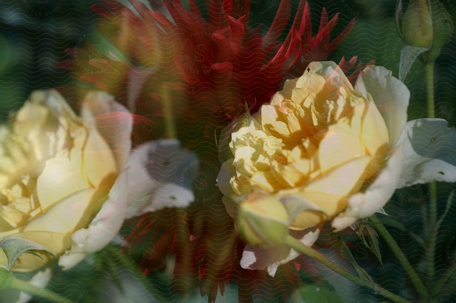 Two yellow and one red flower in the grass