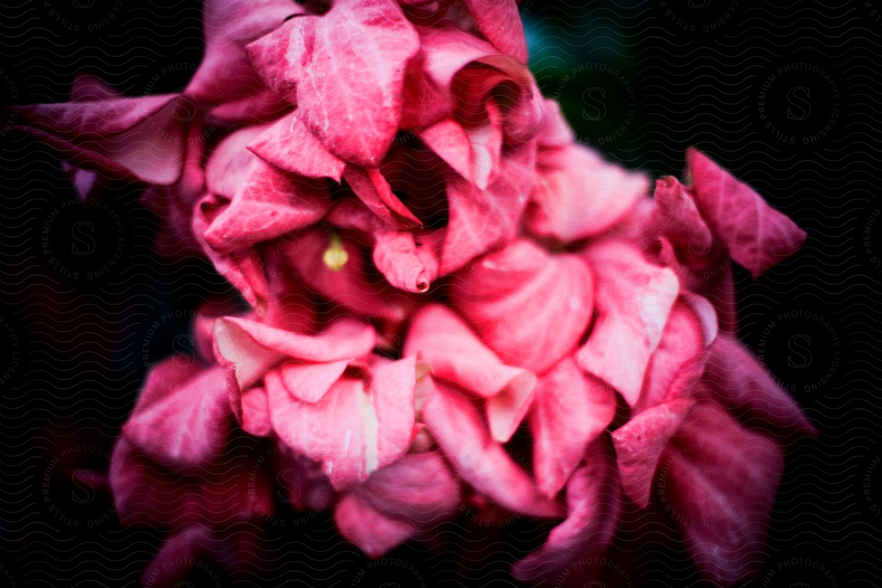 A pink flower in a dark environment