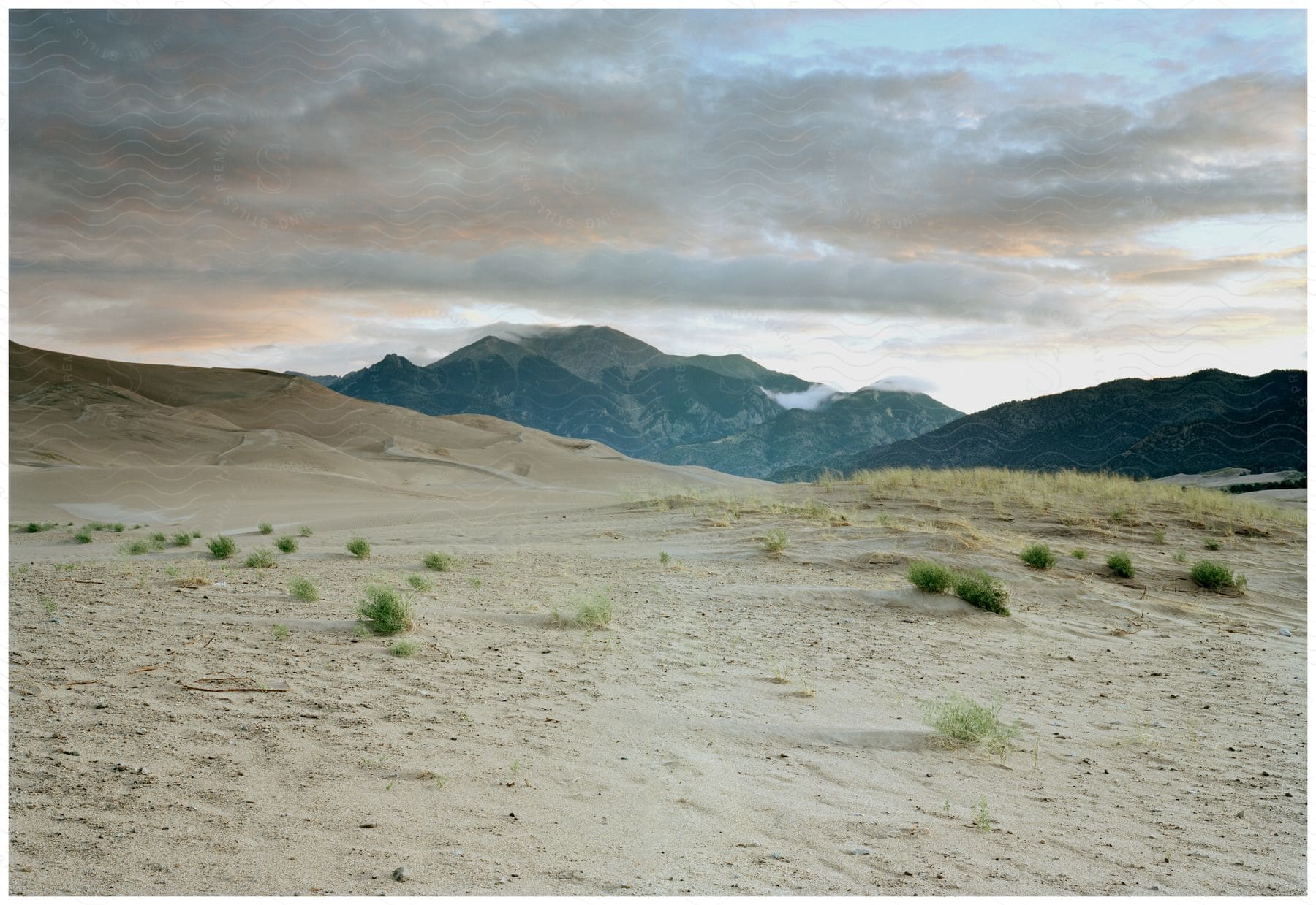 A desert dune landscape covered in sand and some grass plants with tall mountains in the distance