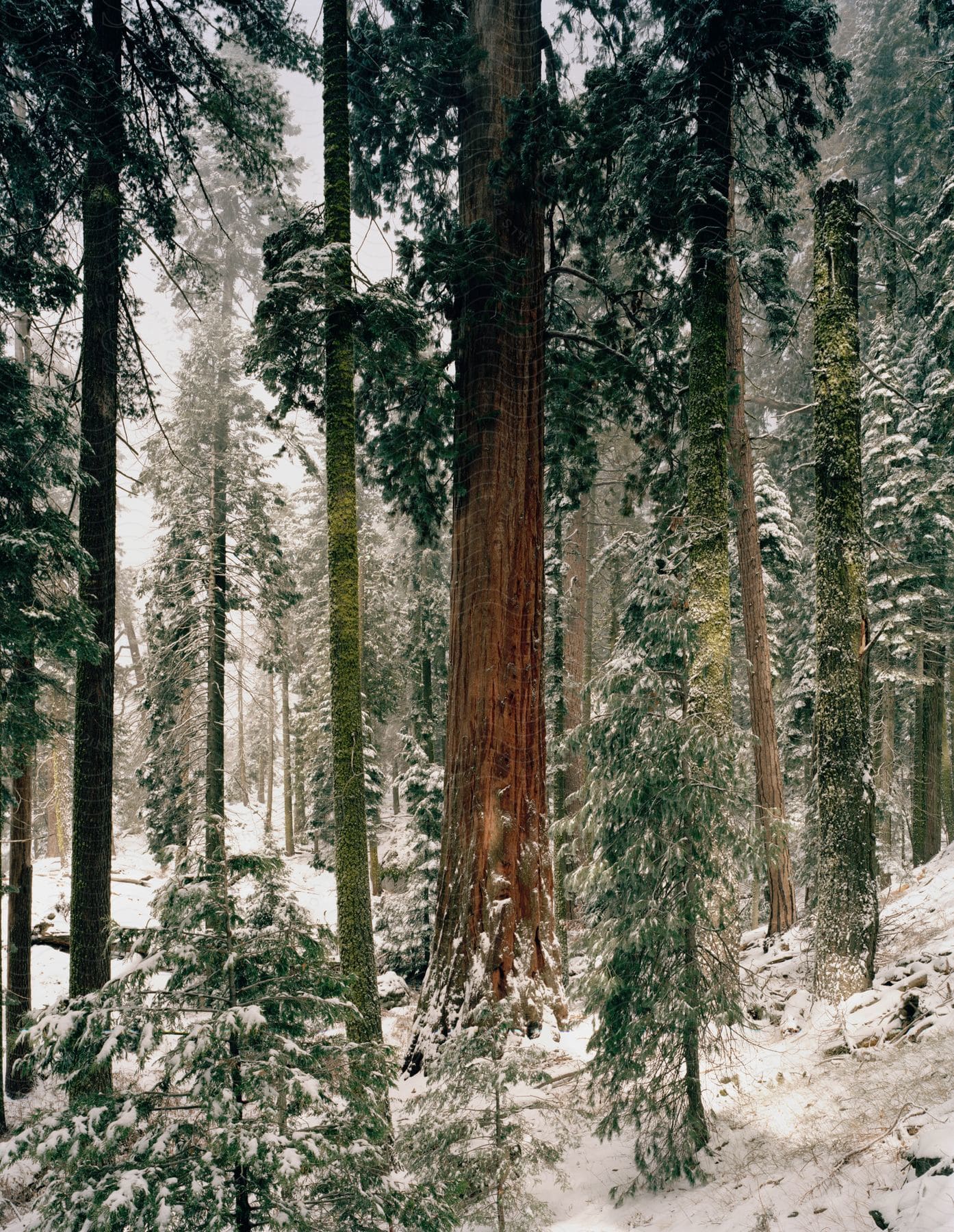 Snowcovered forest with a giant red sequoia tree trunk on a dull winter day