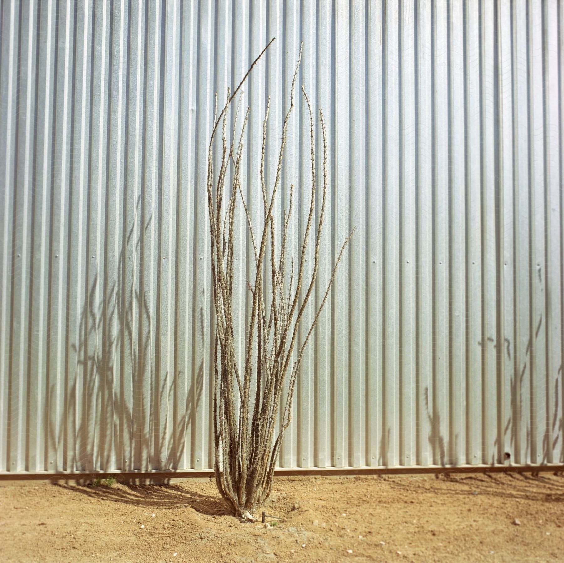 A sandy land with a single dry plant close to a fence
