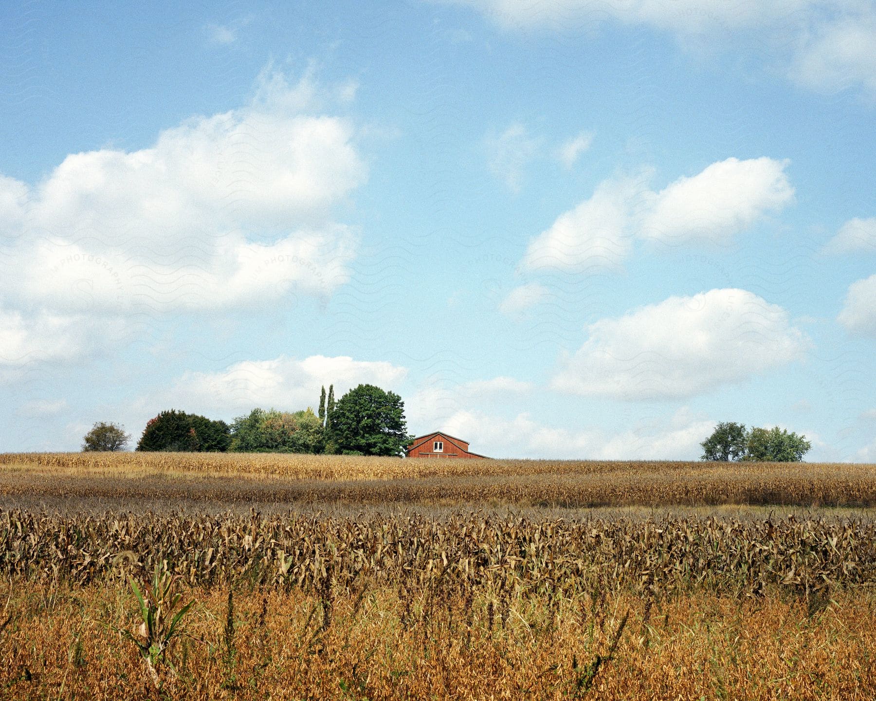 A small farm with a house surrounded by trees and a wheat field in front of it in bucks county pennsylvania