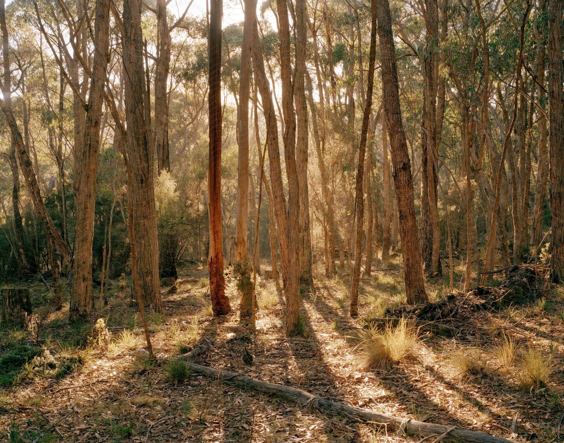 Sunlight filters through trees in a forest with fallen trees and branches on the ground
