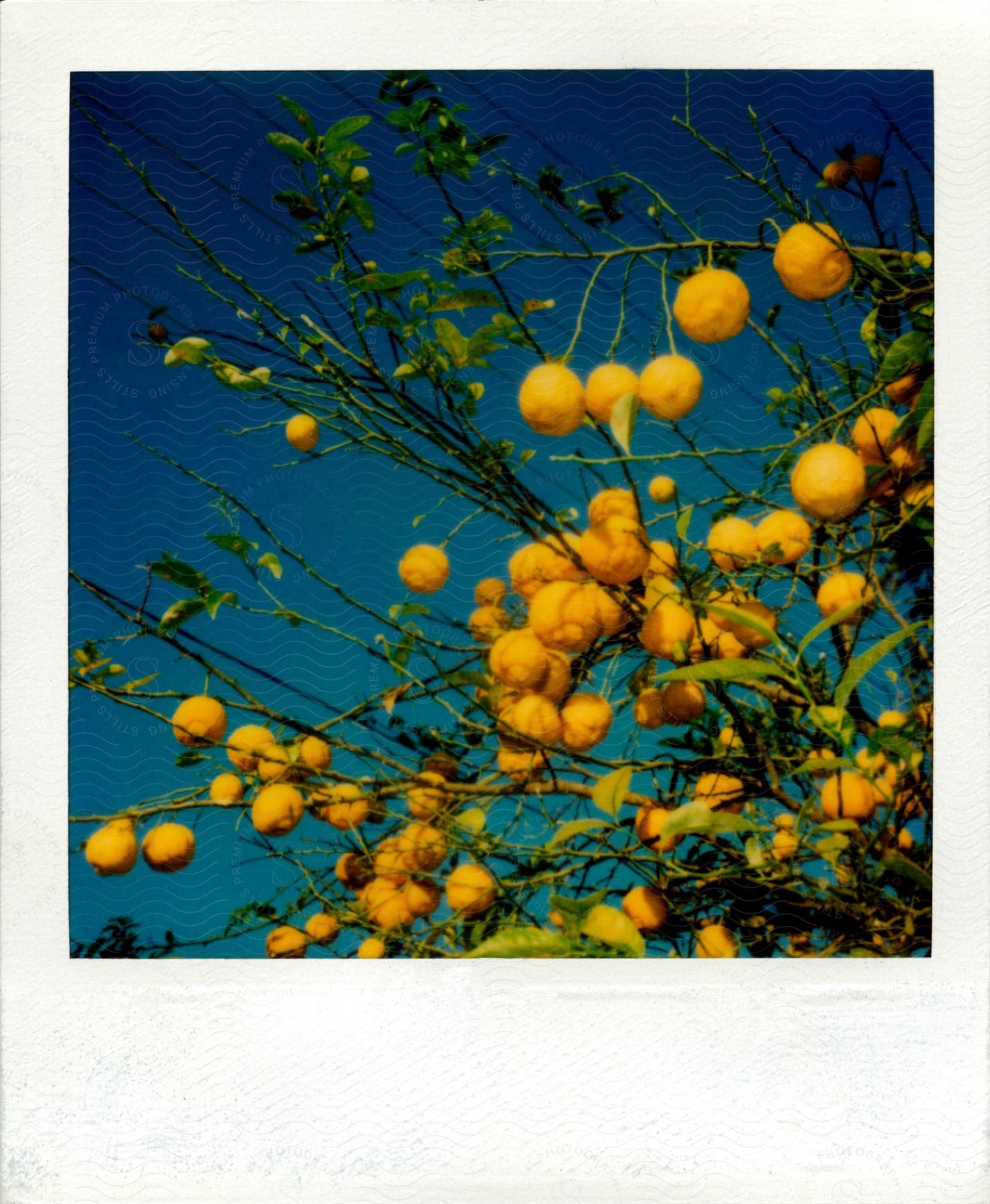 A polaroid of a lemon tree with abundant fruit on low branches