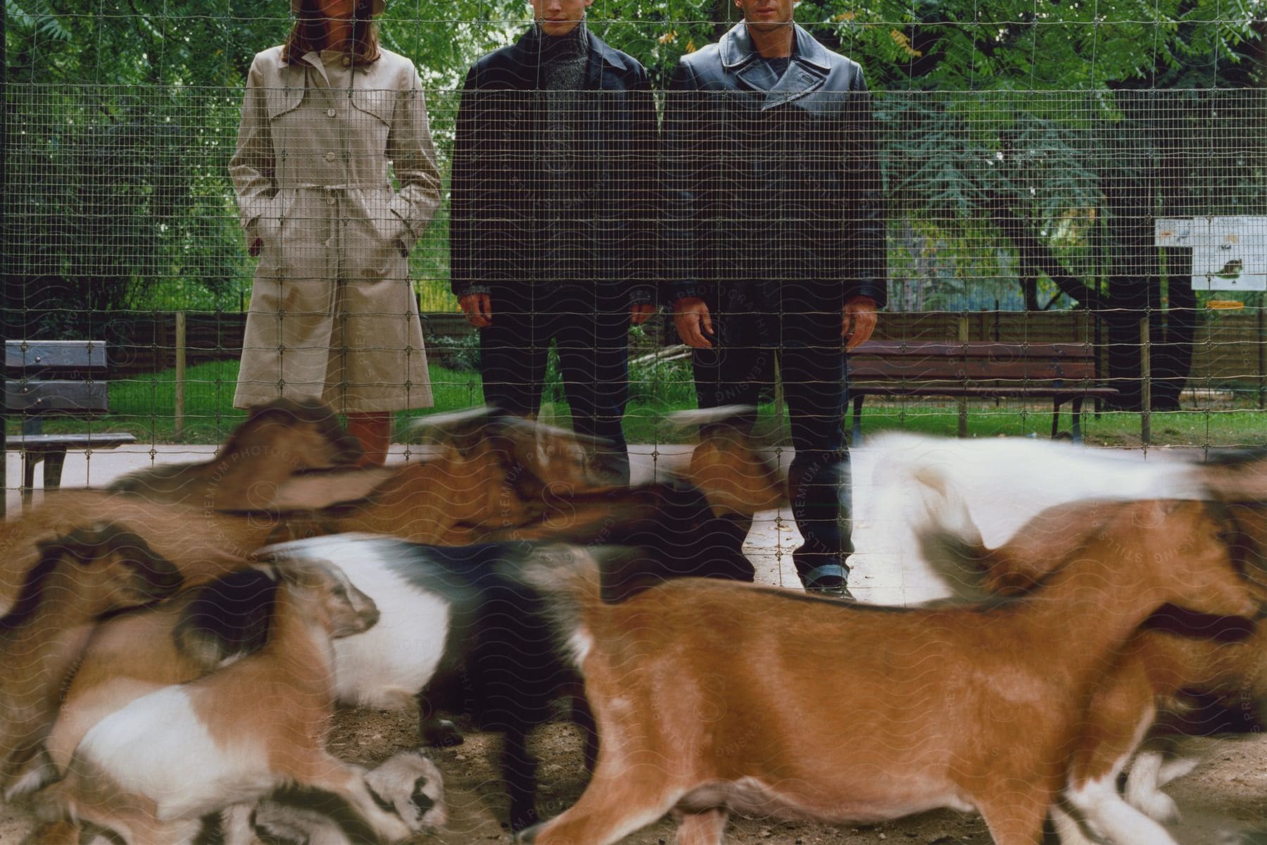 People stand behind a fence watching as goats run