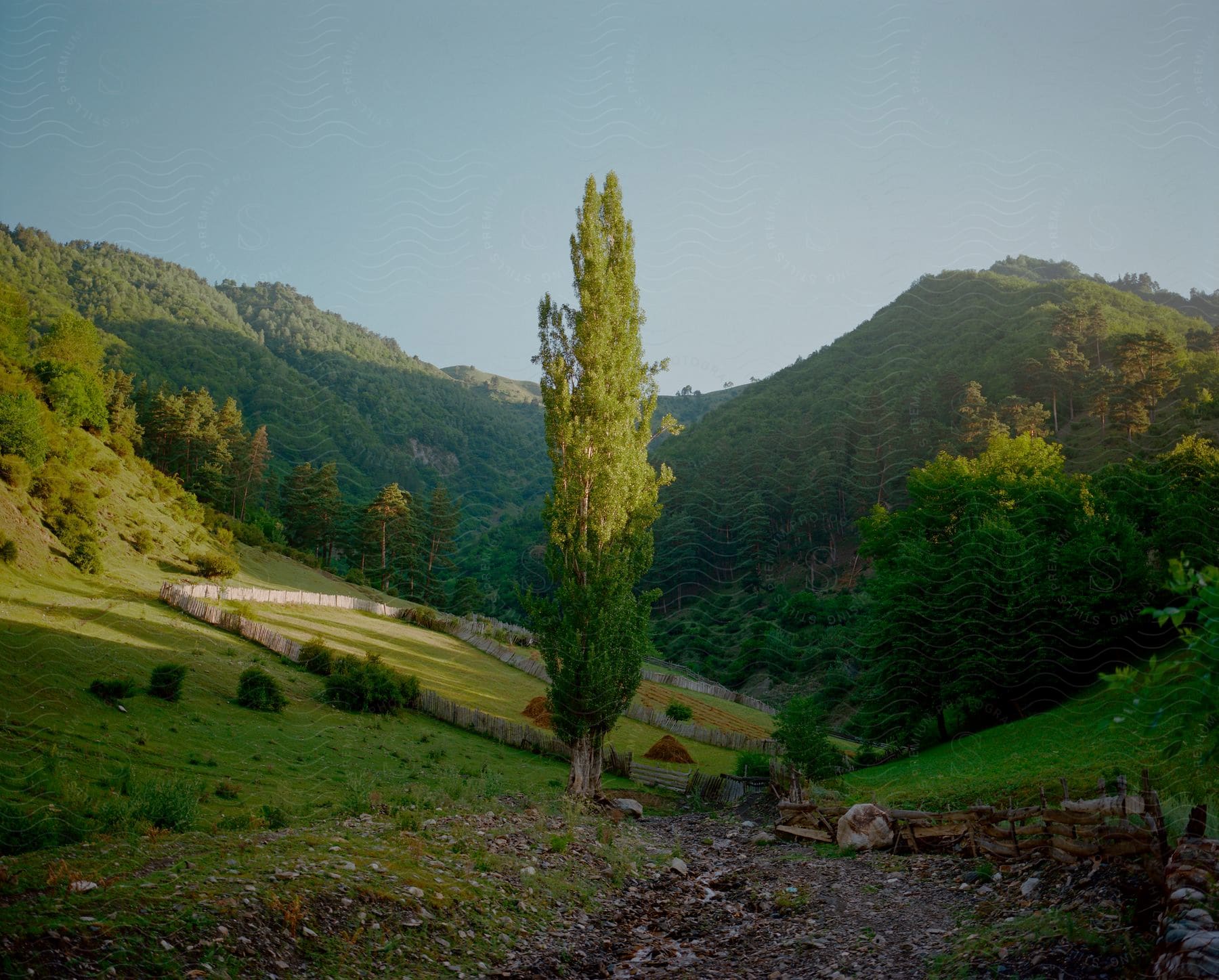 A farm is visible beyond a tall tree with hills in the distance