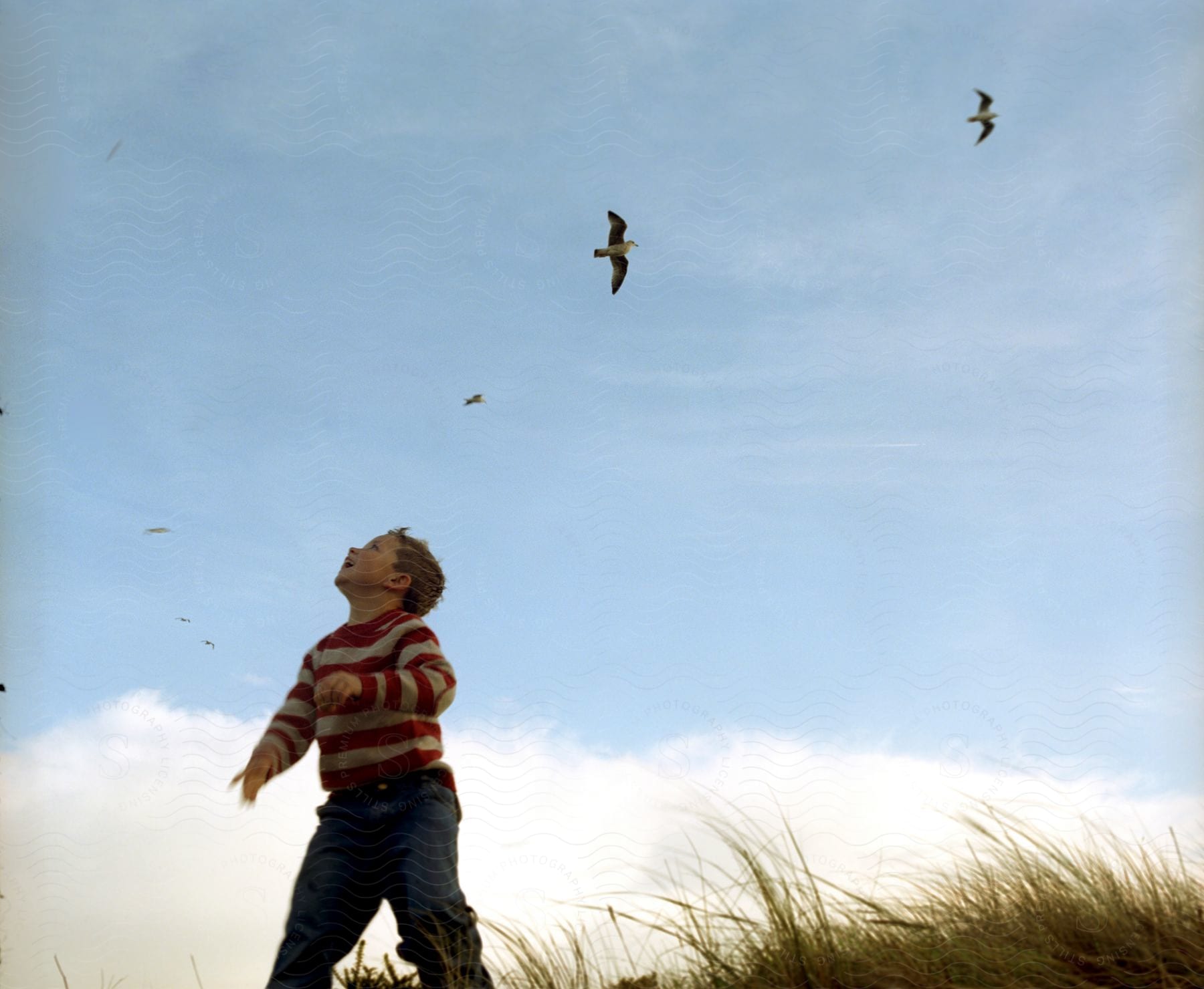A child stands on a grassy hill looking up at the sky as birds fly overhead