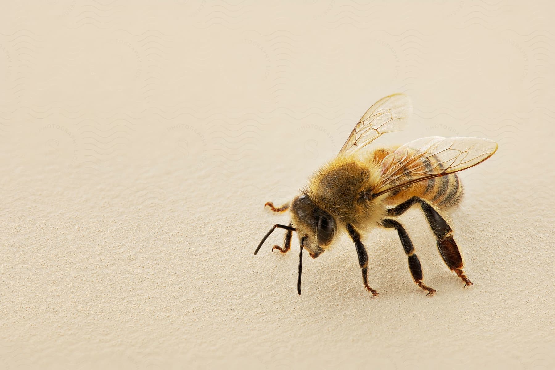 A close up of a tiny bee