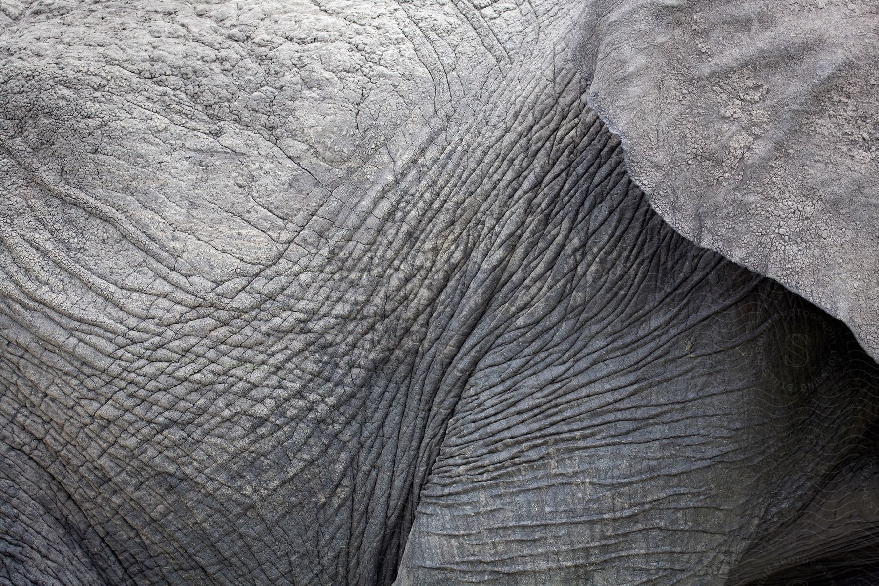 Gray elephant with wrinkles on its skin