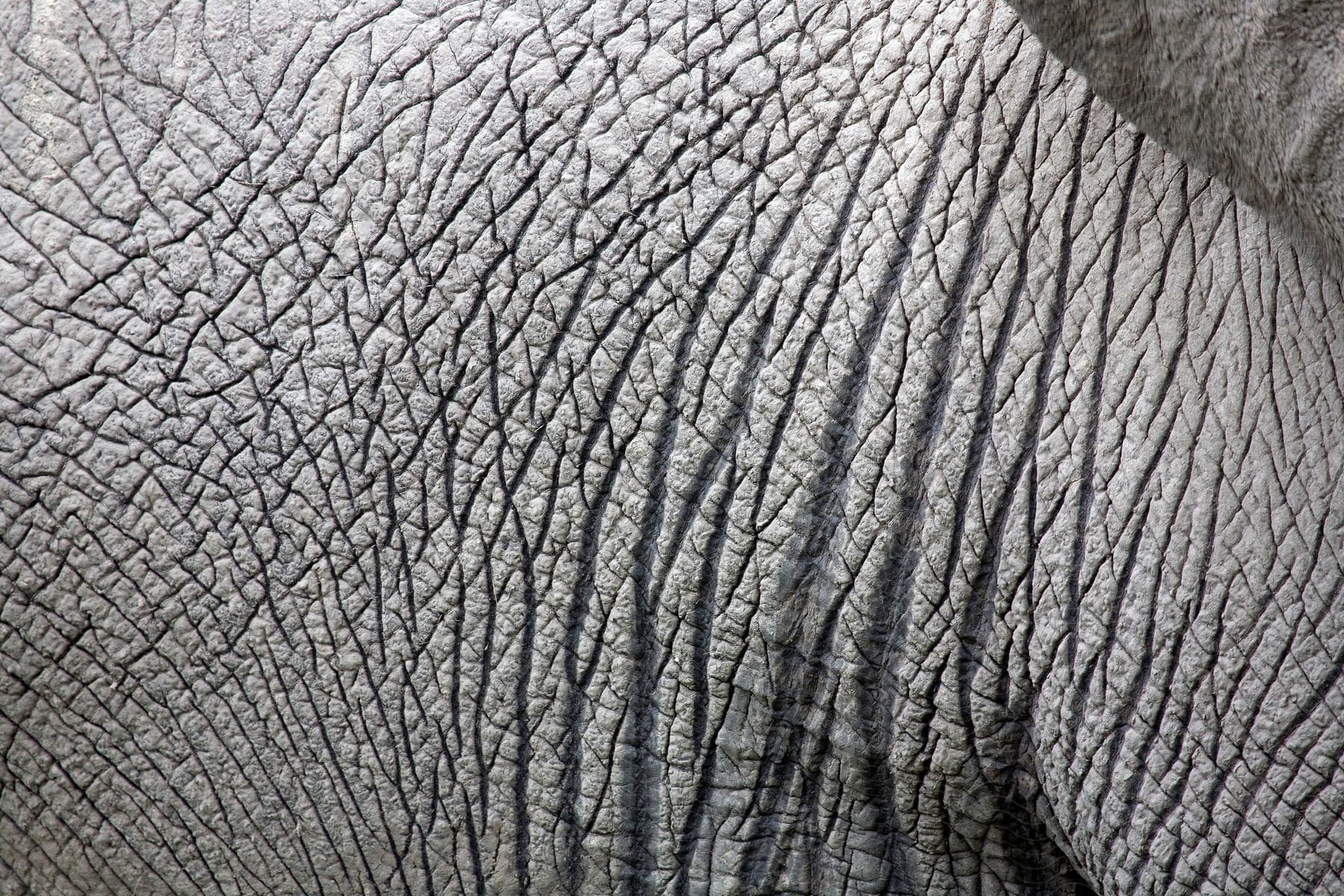 A black and white closeup image of the tough skin of an elephant showing texture and wrinkles