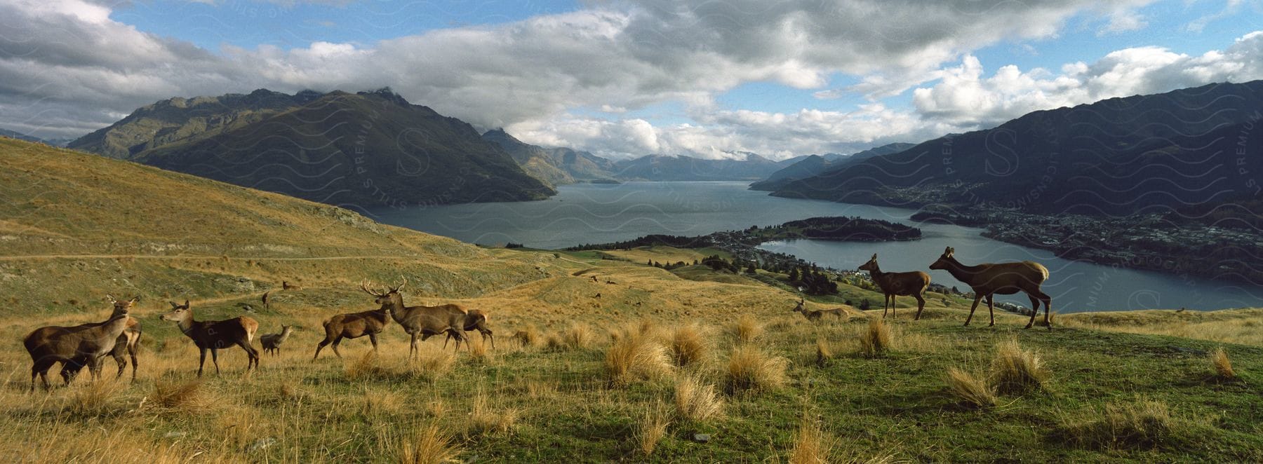 A herd of antelope walking on plains near a lake in new zealand