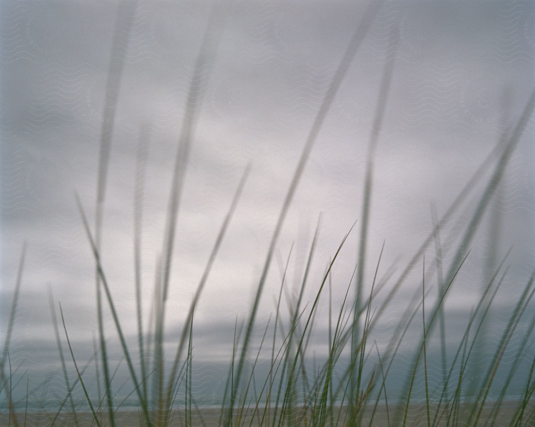 Blades of grass obscure the sandy beach and ocean on a cloudy day