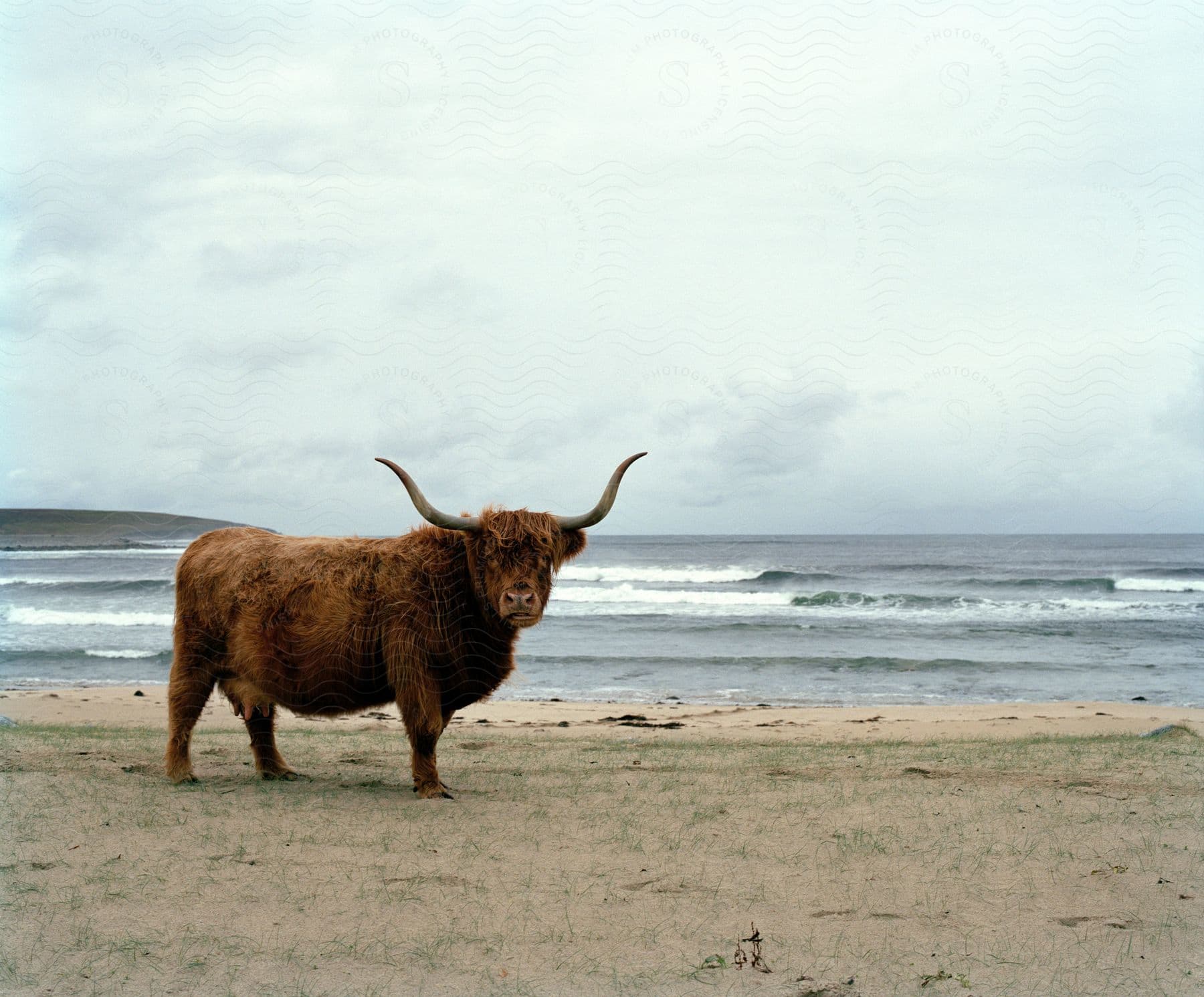 A brown highland cow standing on the beach sand