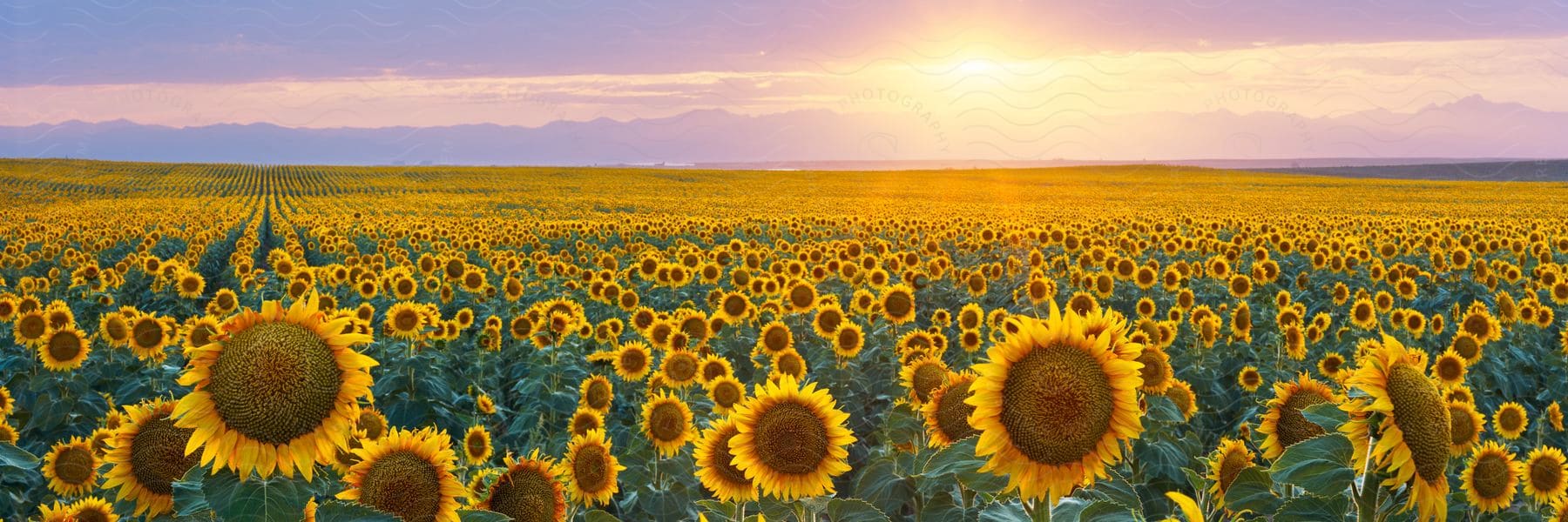 Sun setting above a field of sunflowers in eastern colorado