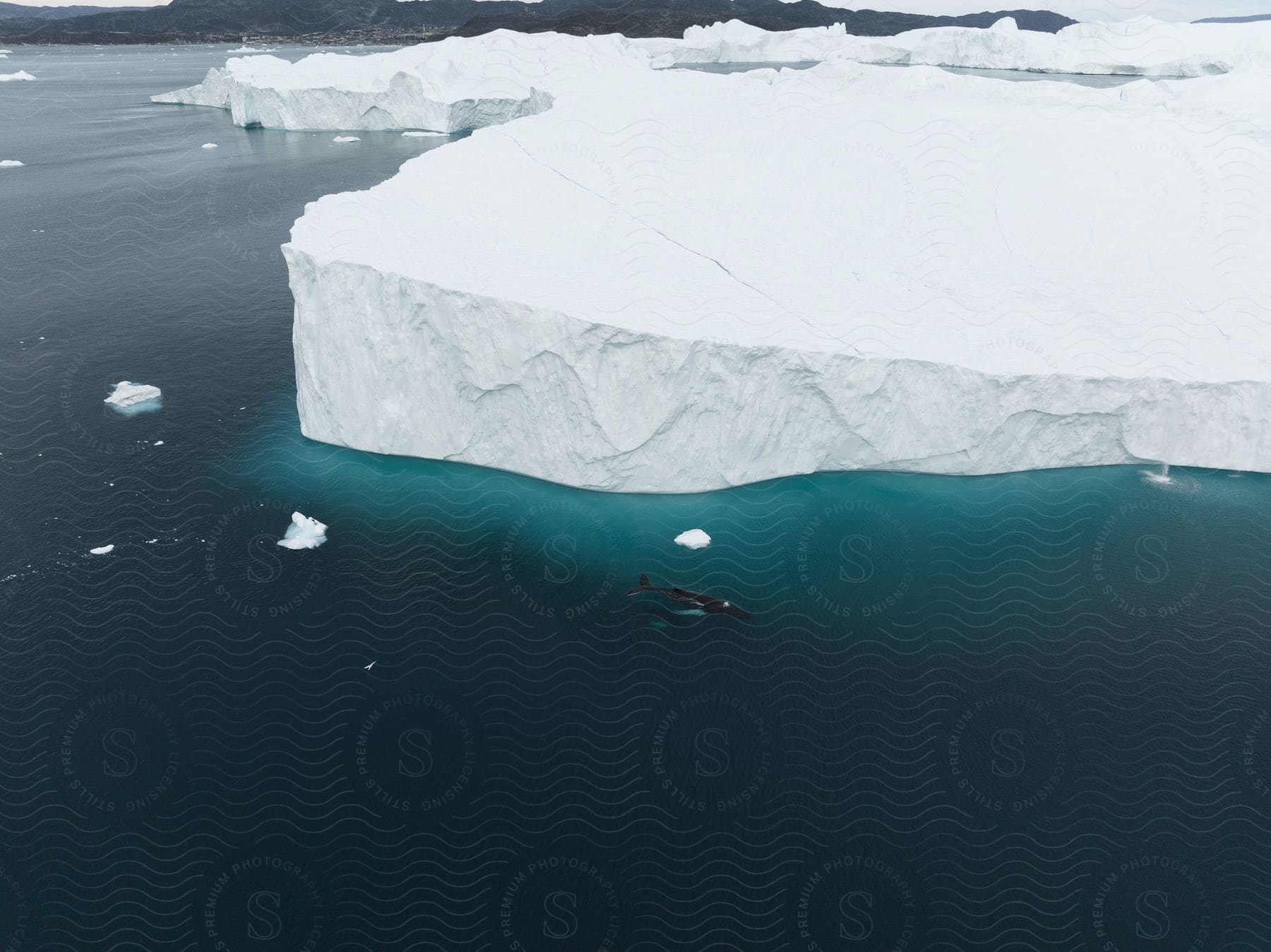 Ice formations in the ocean with a whale swimming by and land in the background