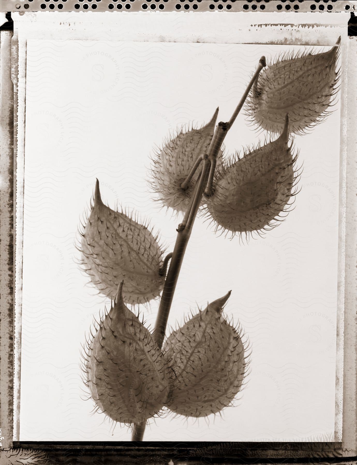 Spiny pods are visible on a plant stem