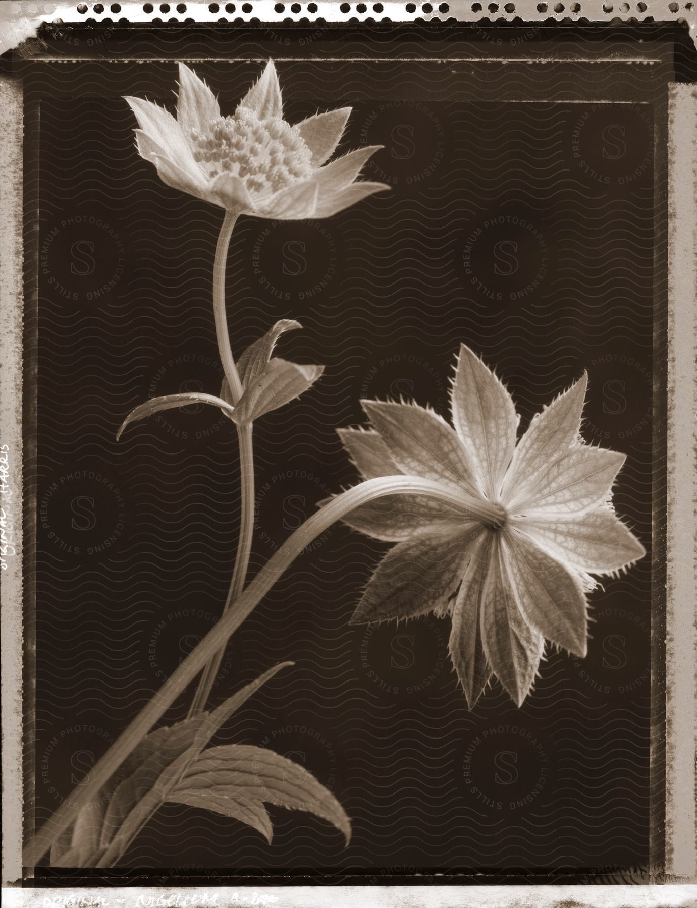Two flowers captured in a studio setting