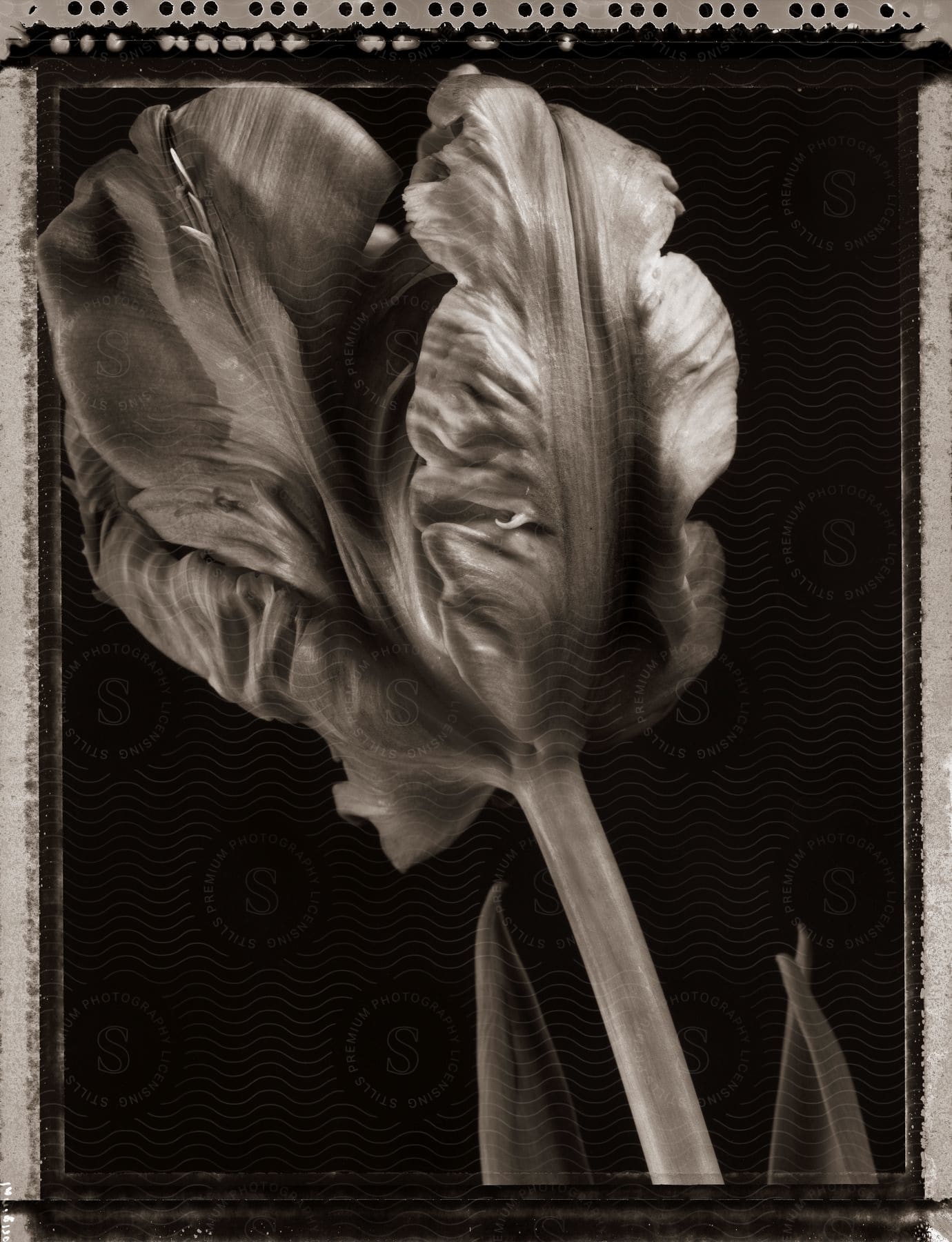 A highly detailed black and white drawing of a large flower