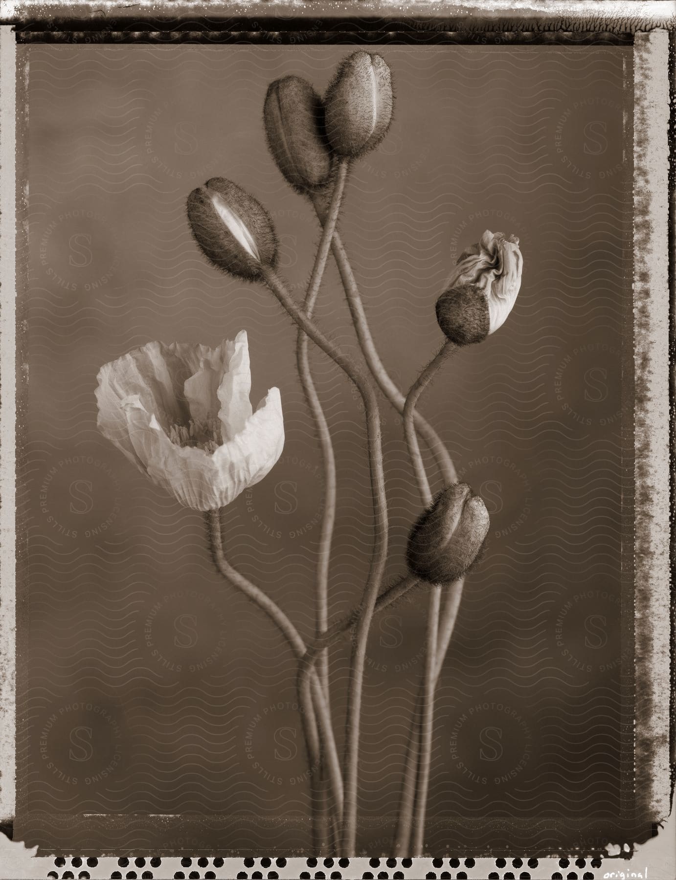 A flower plant with small group of petals and a stem photographed indoors in sepia