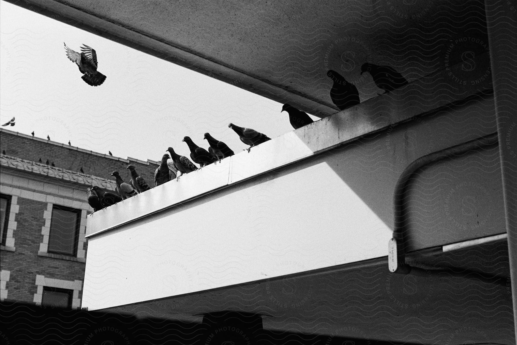 Pigeons perch on ledge near apartment building