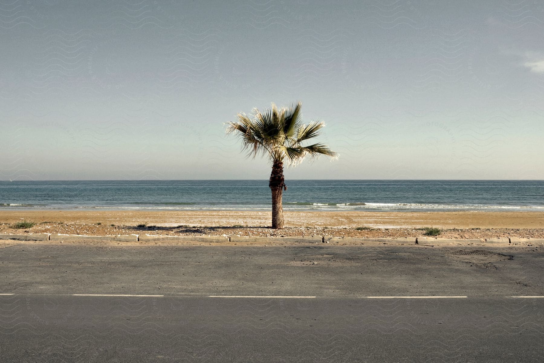 A single palm tree growing in the sand in front of a parking lot with the ocean in the background