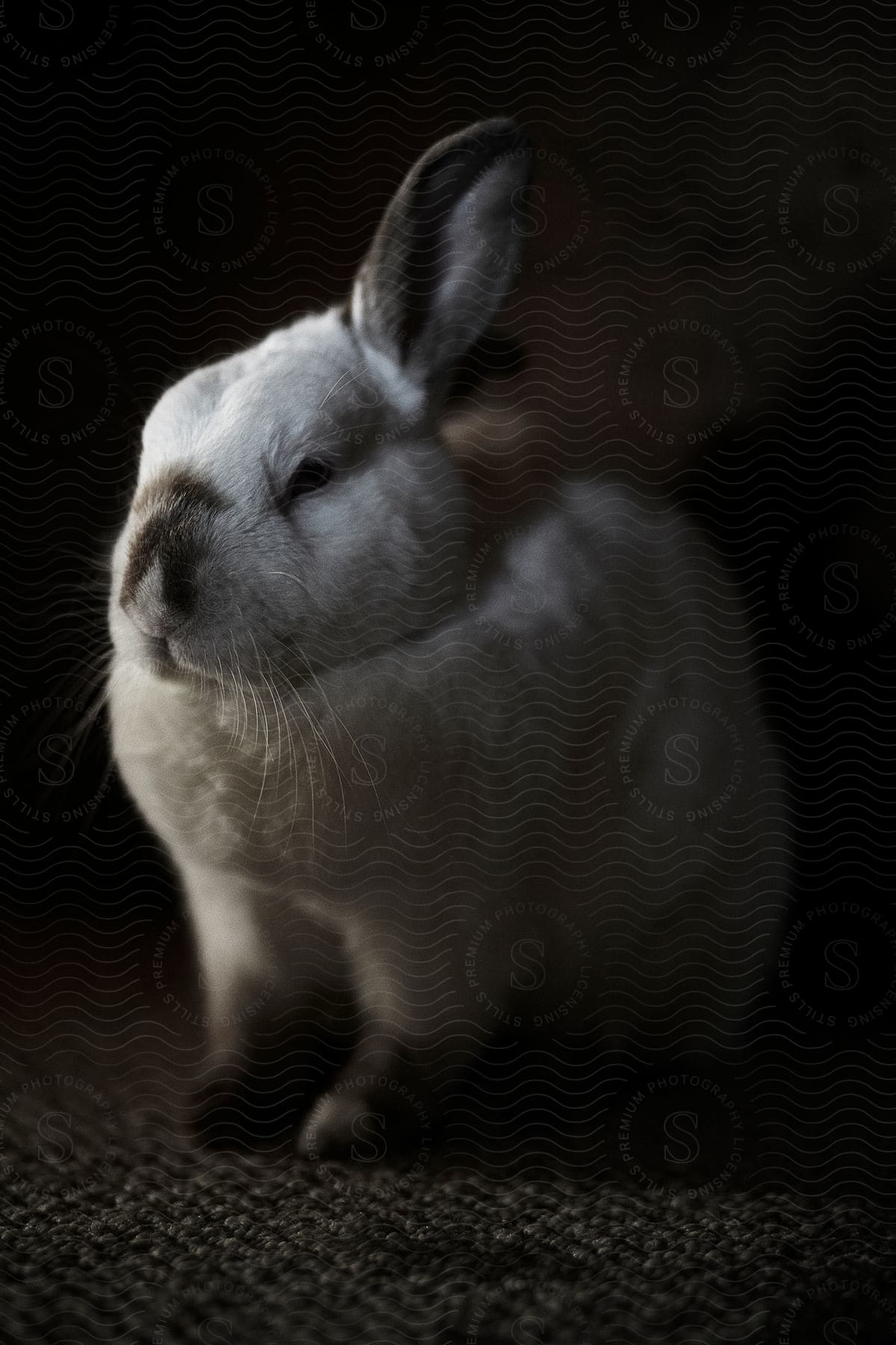 A white rabbit with dark ears and nose sitting on carpet in a darker room